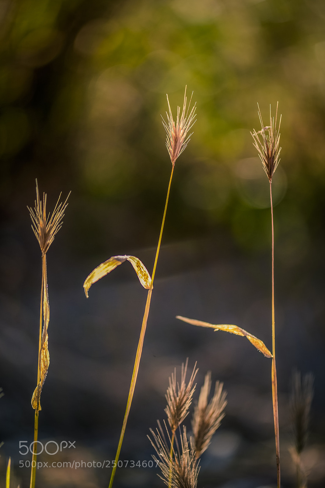Nikon D610 sample photo. Back light photography