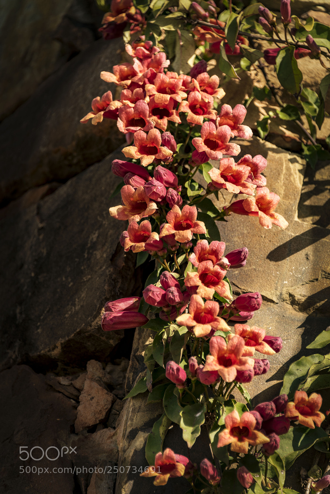 Nikon D810 sample photo. Flowering vine on a photography