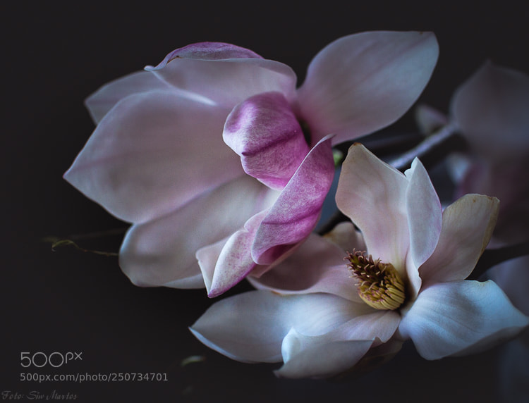 Canon EOS 7D sample photo. Spring beaty photography