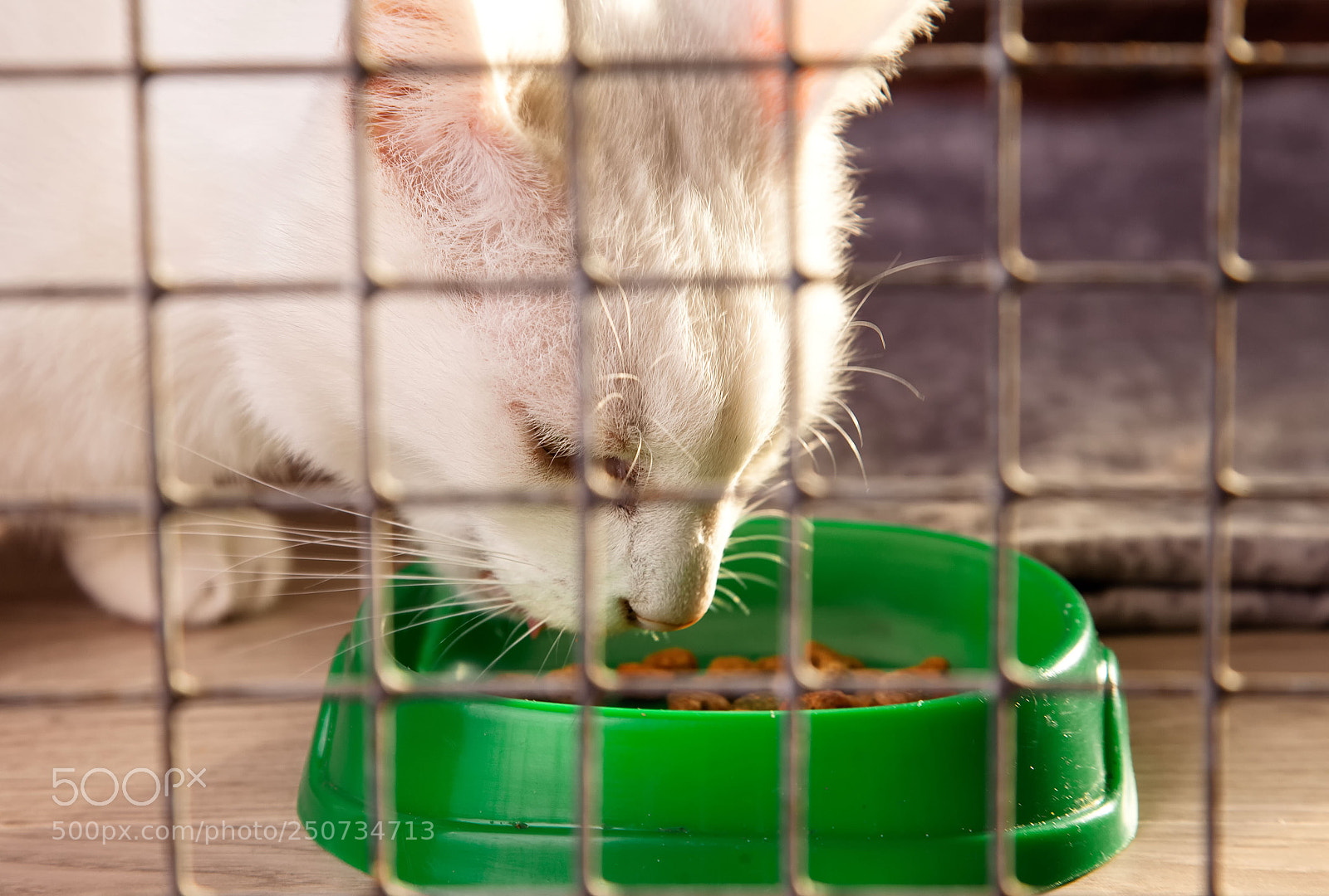 Canon EOS 5D Mark II sample photo. A gray cat in photography