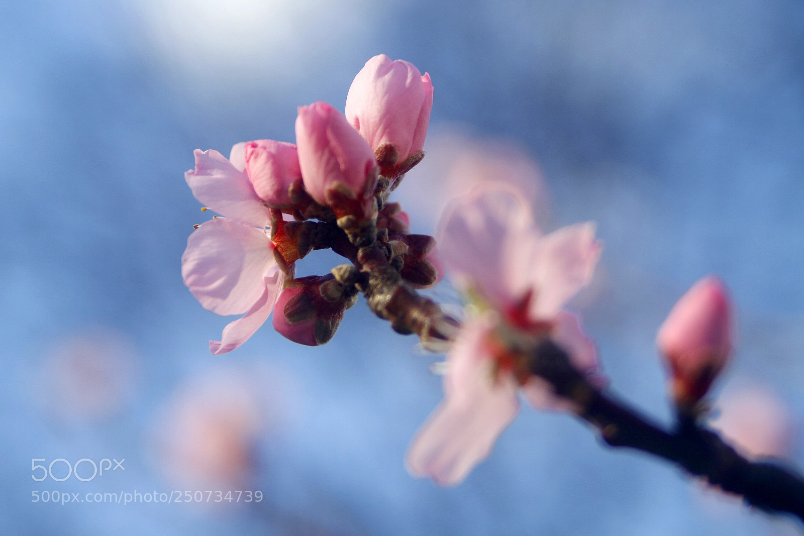 Canon EOS 7D sample photo. Spring time photography