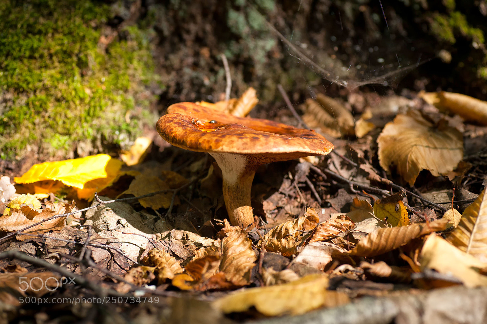 Canon EOS 5D sample photo. Mushrooms grow in the photography