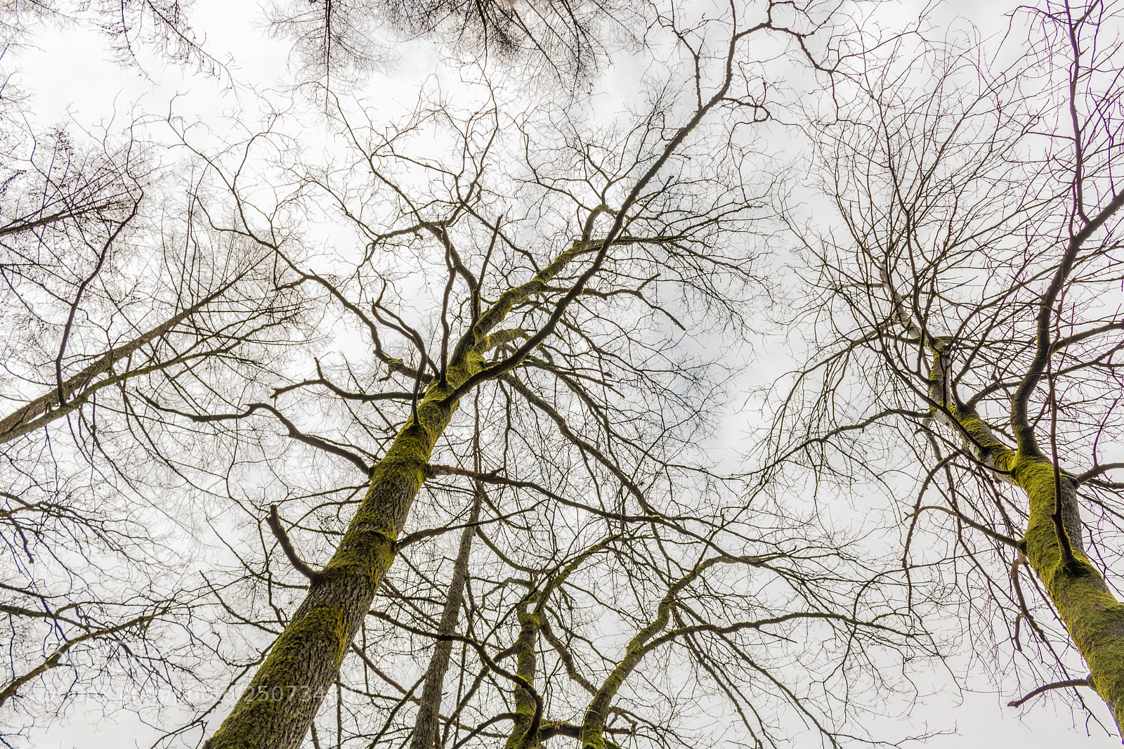 Canon EOS 750D (EOS Rebel T6i / EOS Kiss X8i) sample photo. Tree s looking towards photography