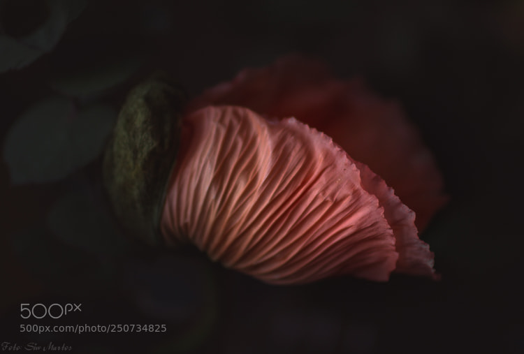 Canon EOS 7D sample photo. Poppy in the dark photography
