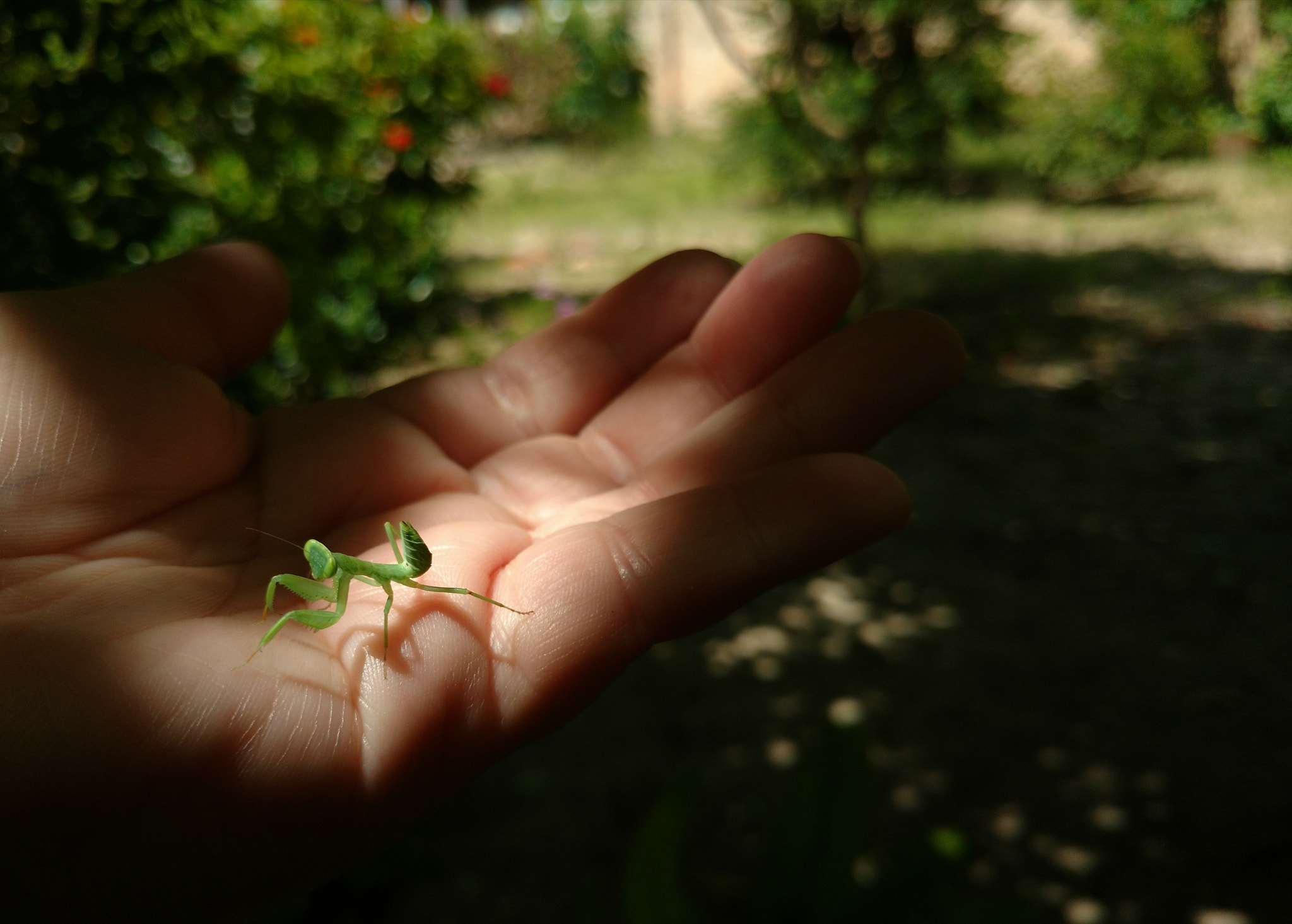 Motorola Moto X Play sample photo. Pequeno louva deus photography