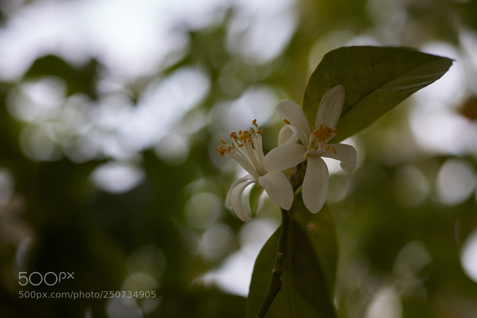 Canon EOS 5D Mark II sample photo. Orange blossom photography