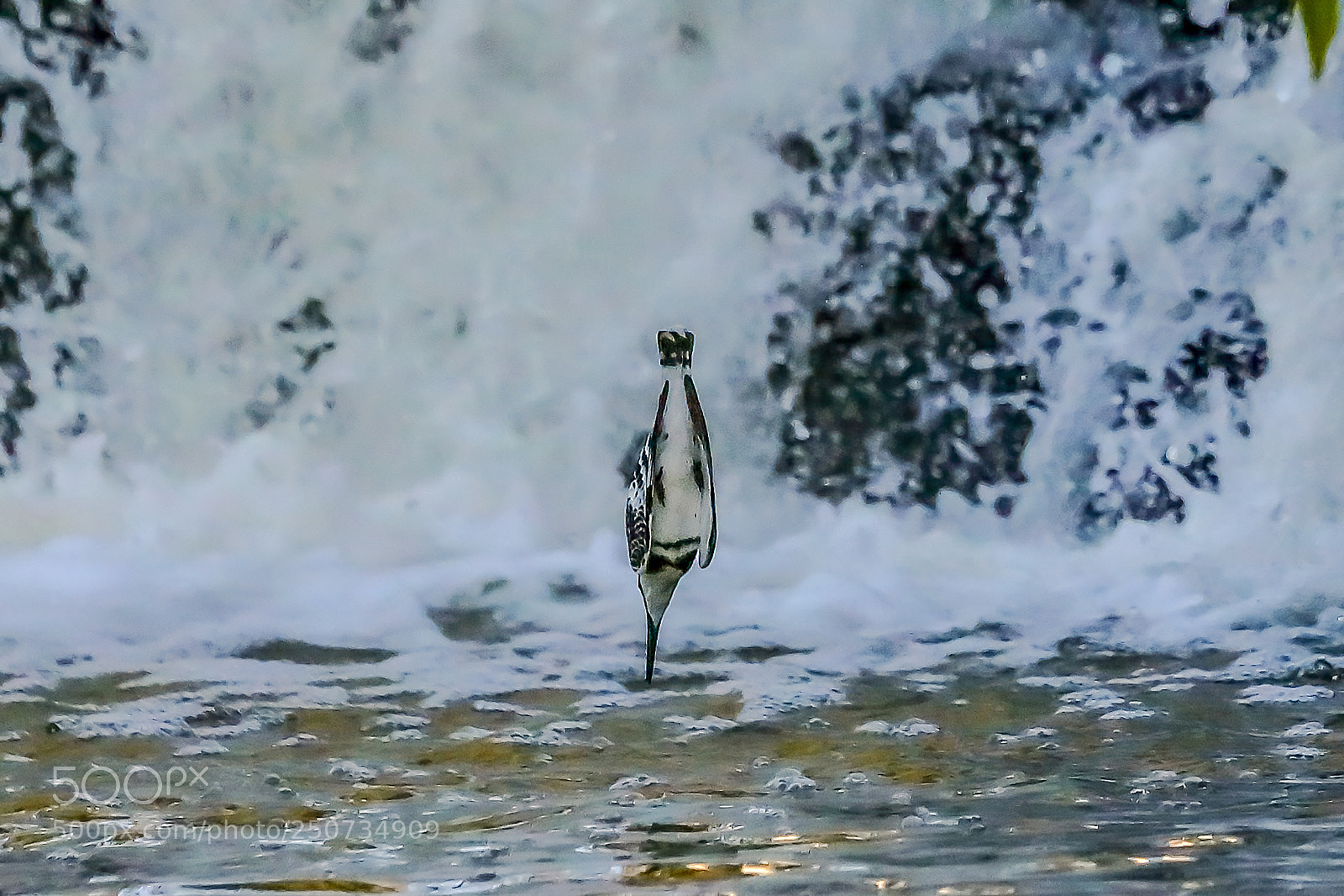 Canon EOS-1D X Mark II sample photo. To the kiss photography