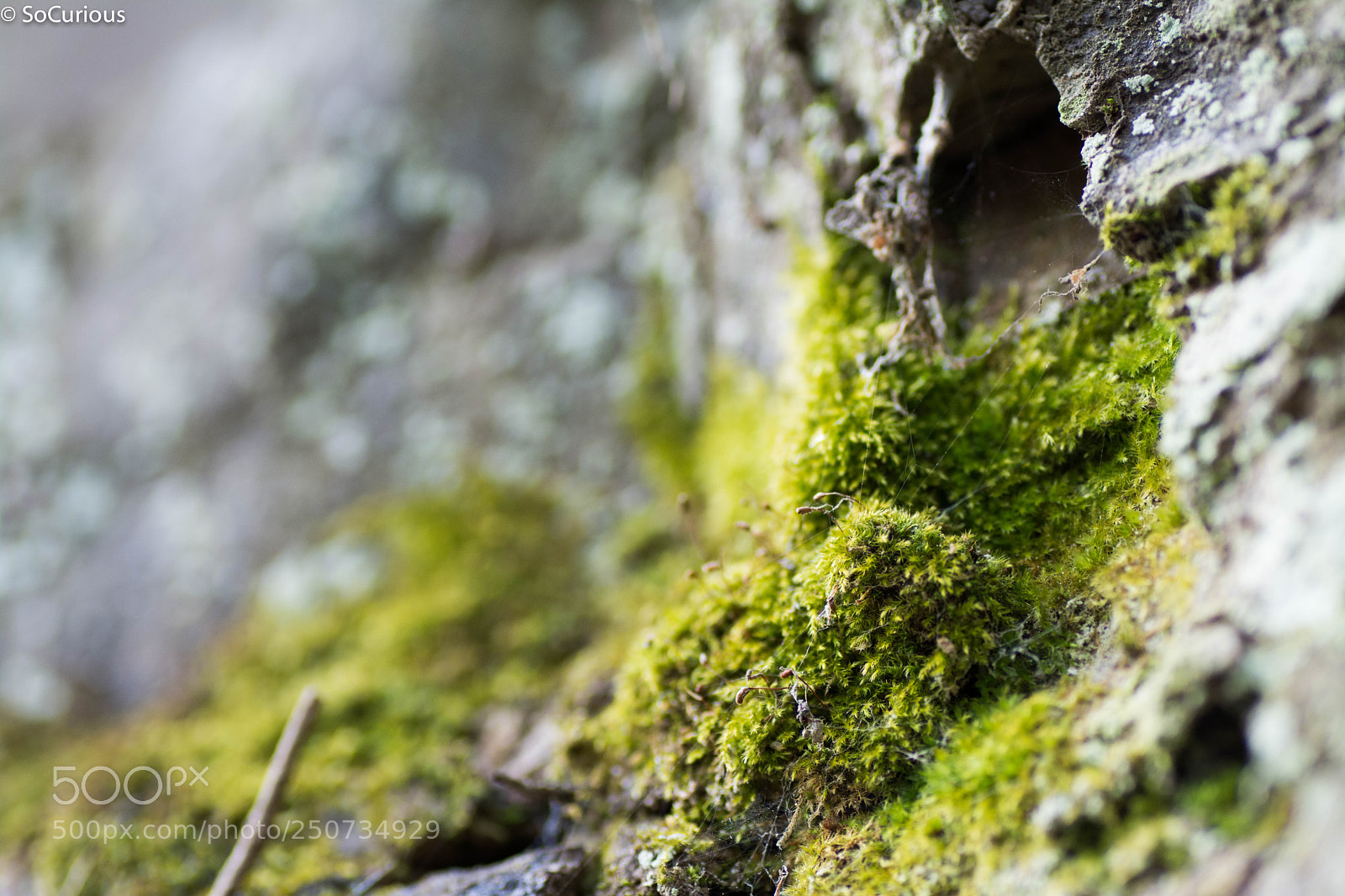 Nikon D7100 sample photo. Moss photography