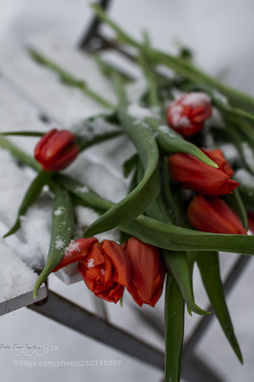 Canon EOS 7D sample photo. Winter tulips photography