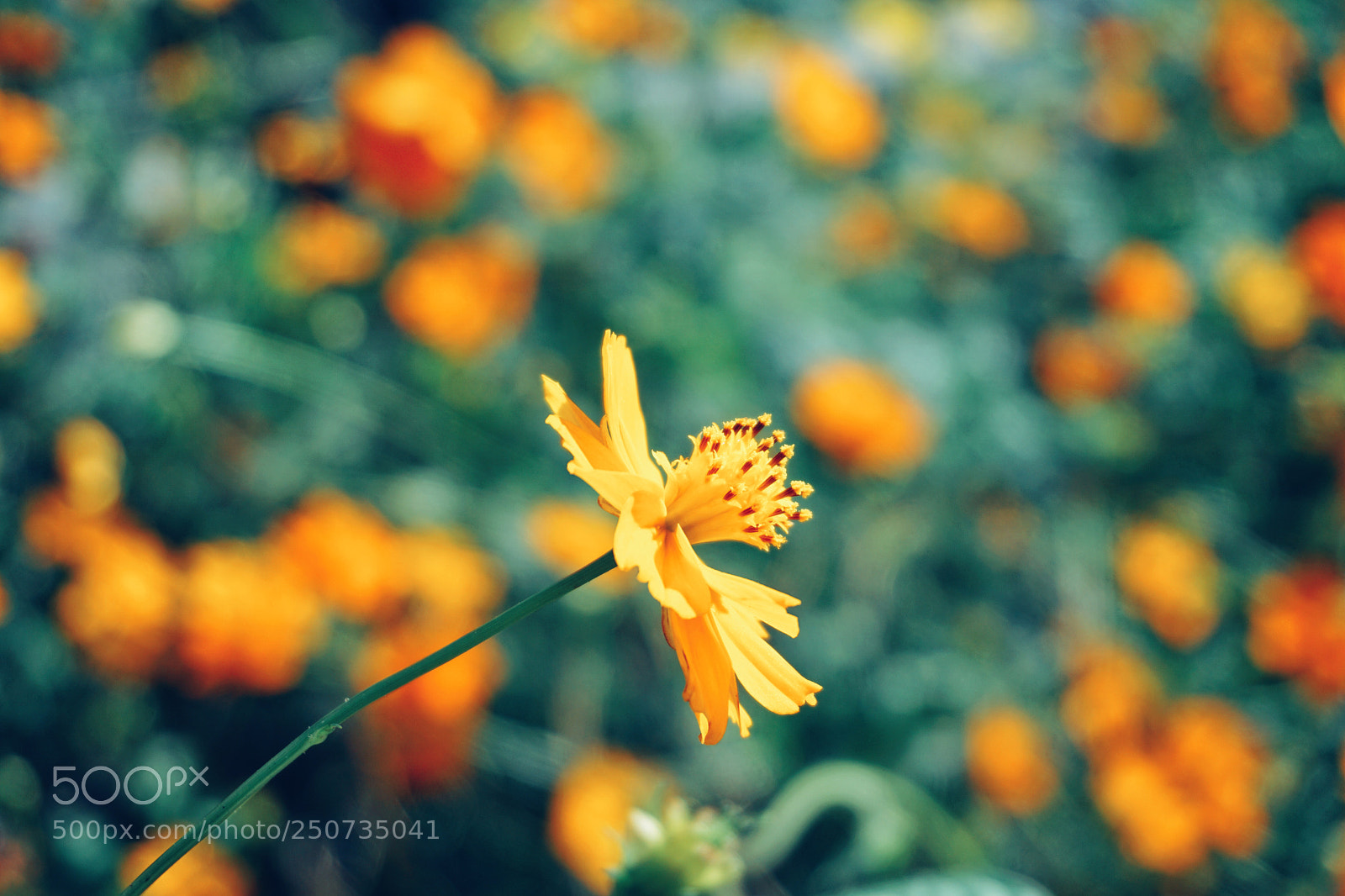 Sony a6000 sample photo. Untitled photography