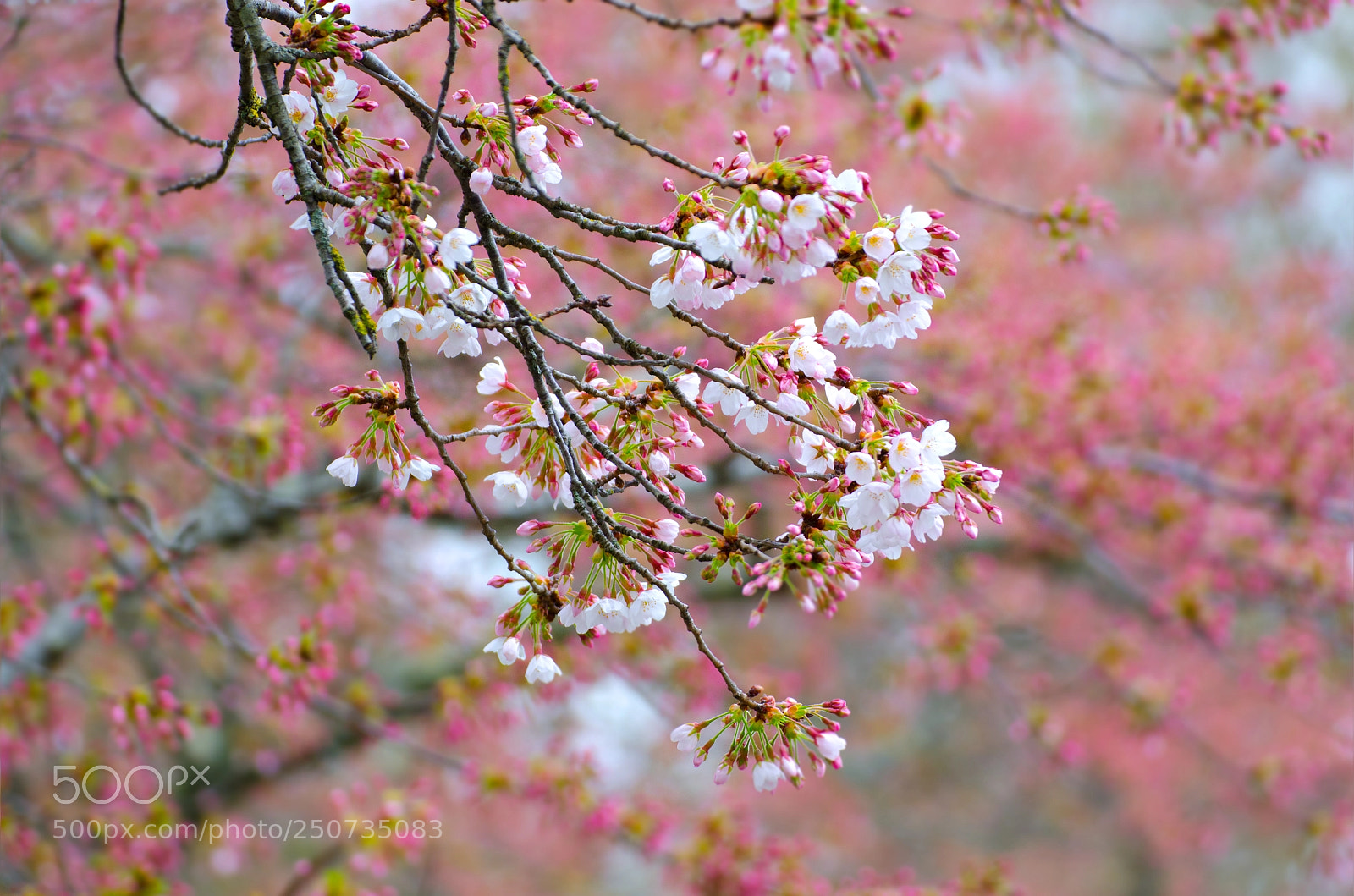 Nikon D7000 sample photo. Le printemps doucement mais photography
