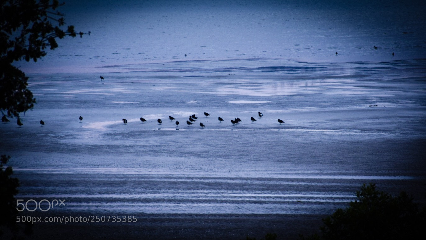Nikon D5300 sample photo. The birds photography
