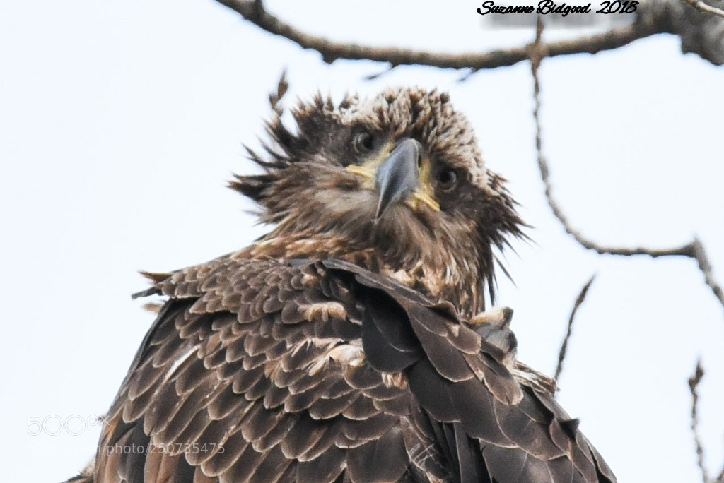Nikon D750 sample photo. Immature bald eagle photography