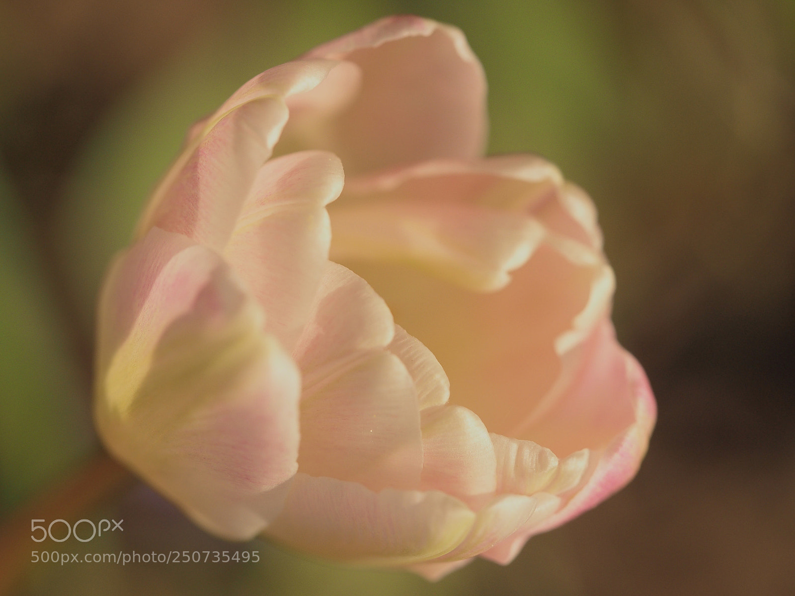 Olympus PEN E-PL5 sample photo. Tulip in spring pastel . photography