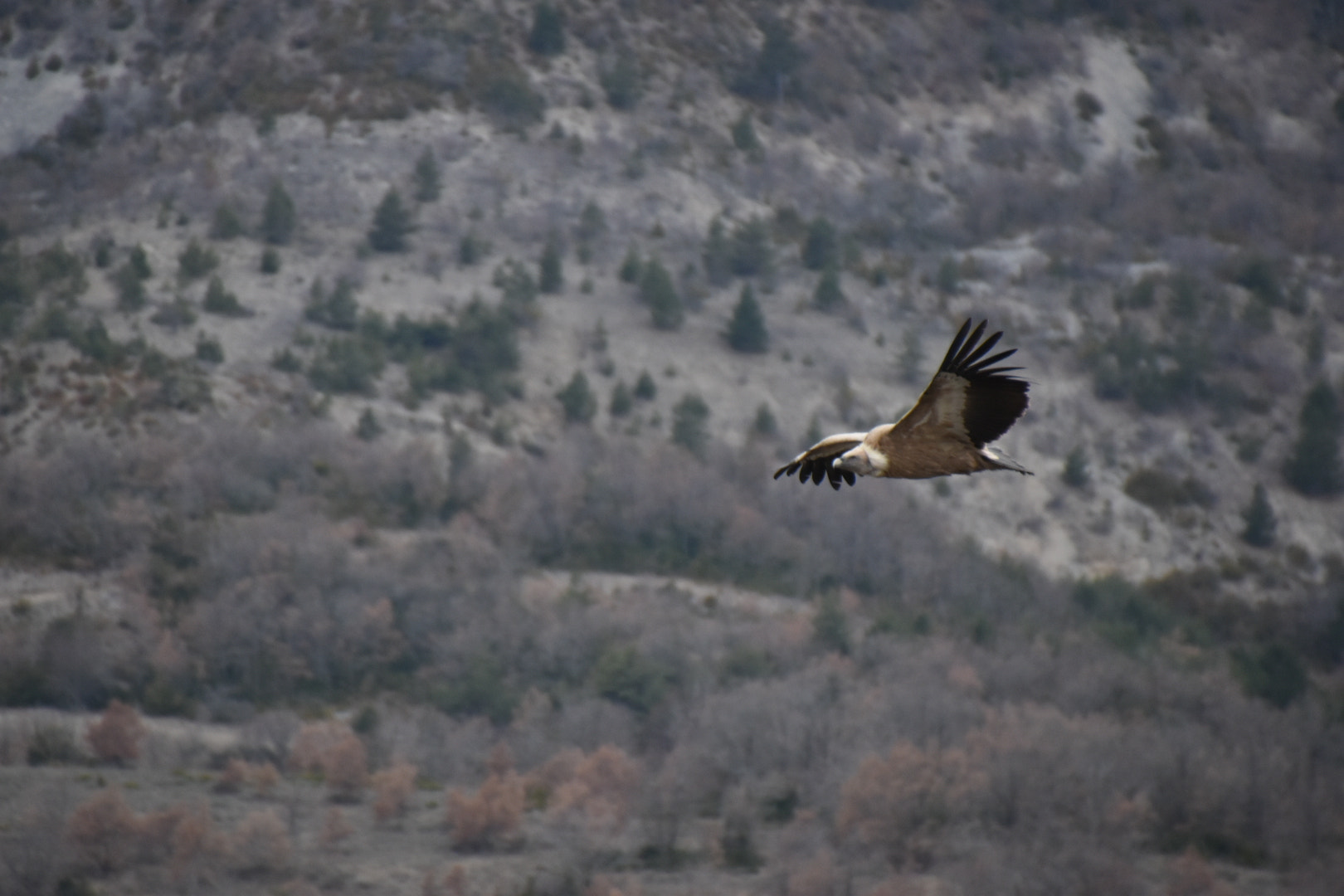Nikon D5600 sample photo
