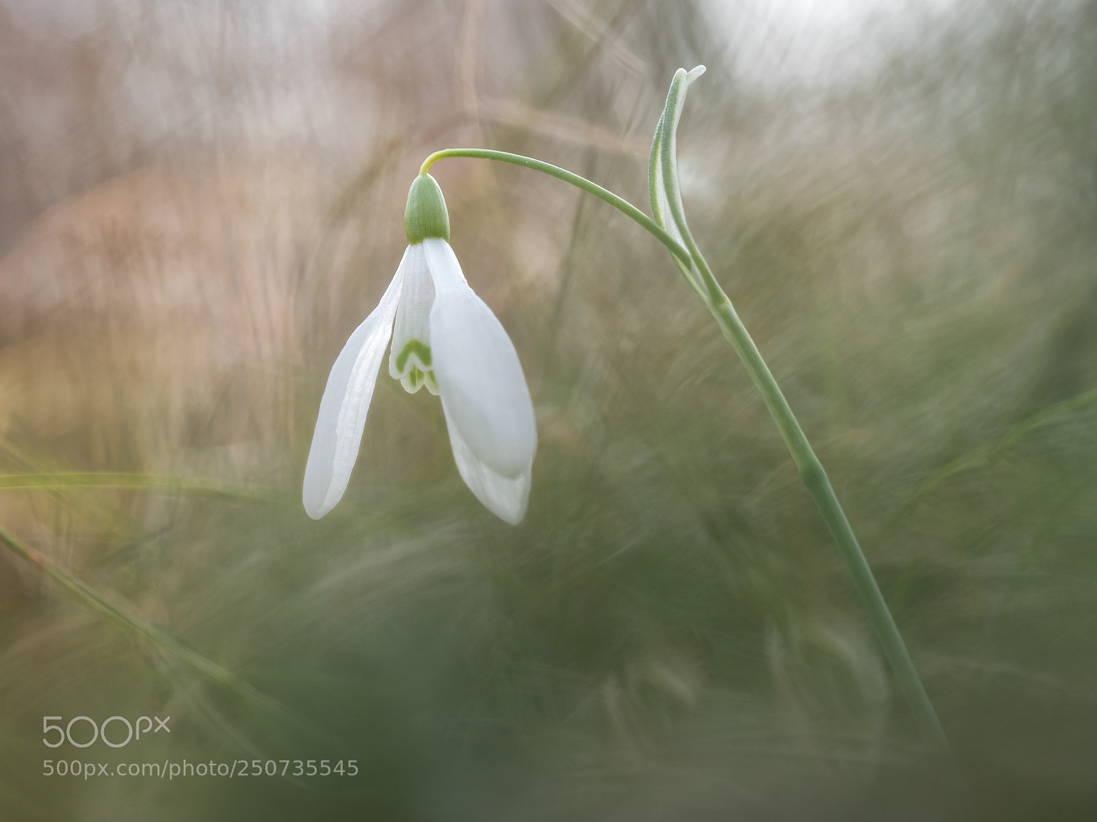 Olympus OM-D E-M5 II sample photo. Withstanding the cold photography
