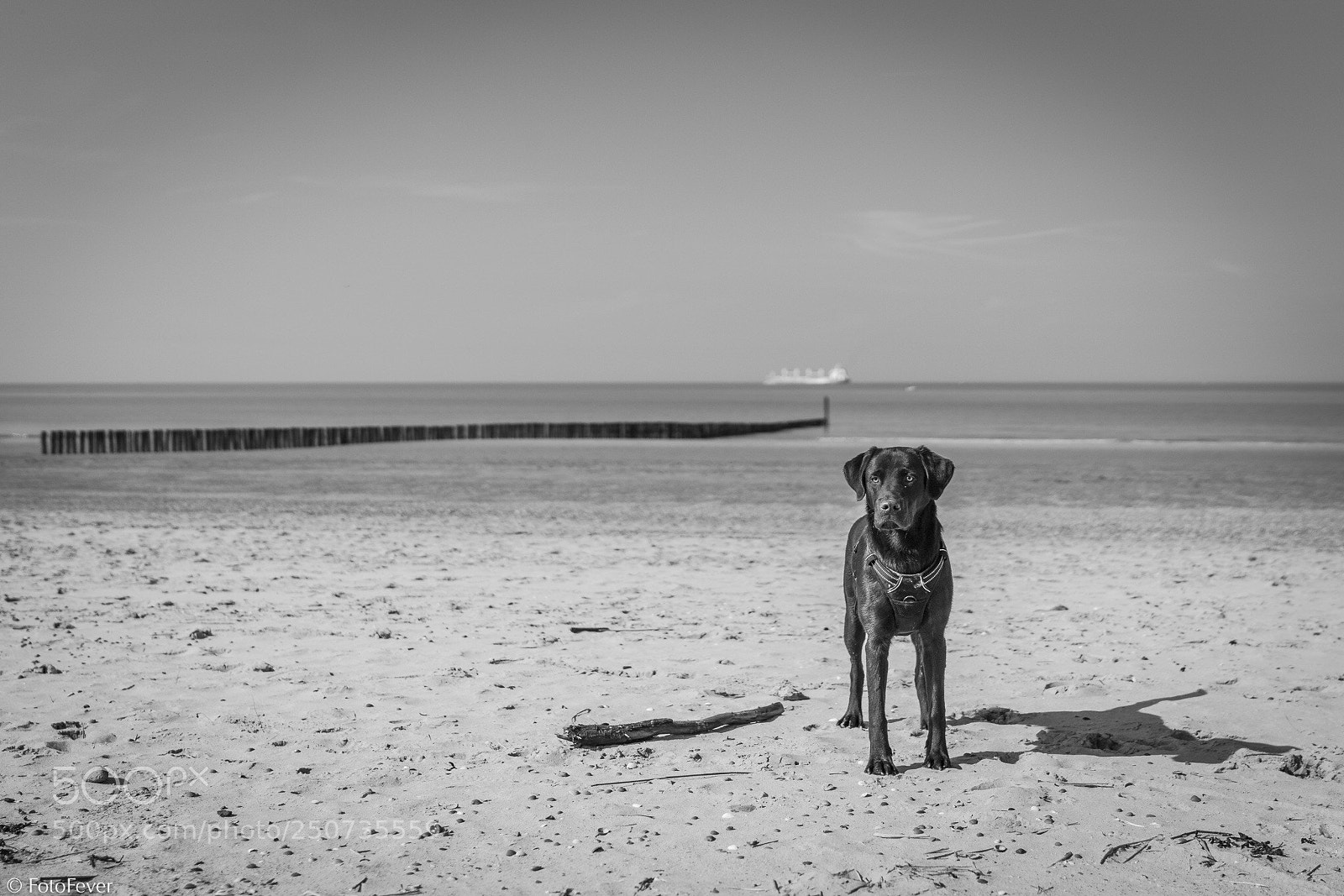 Sony a7R III sample photo. Jef the postcard boy photography