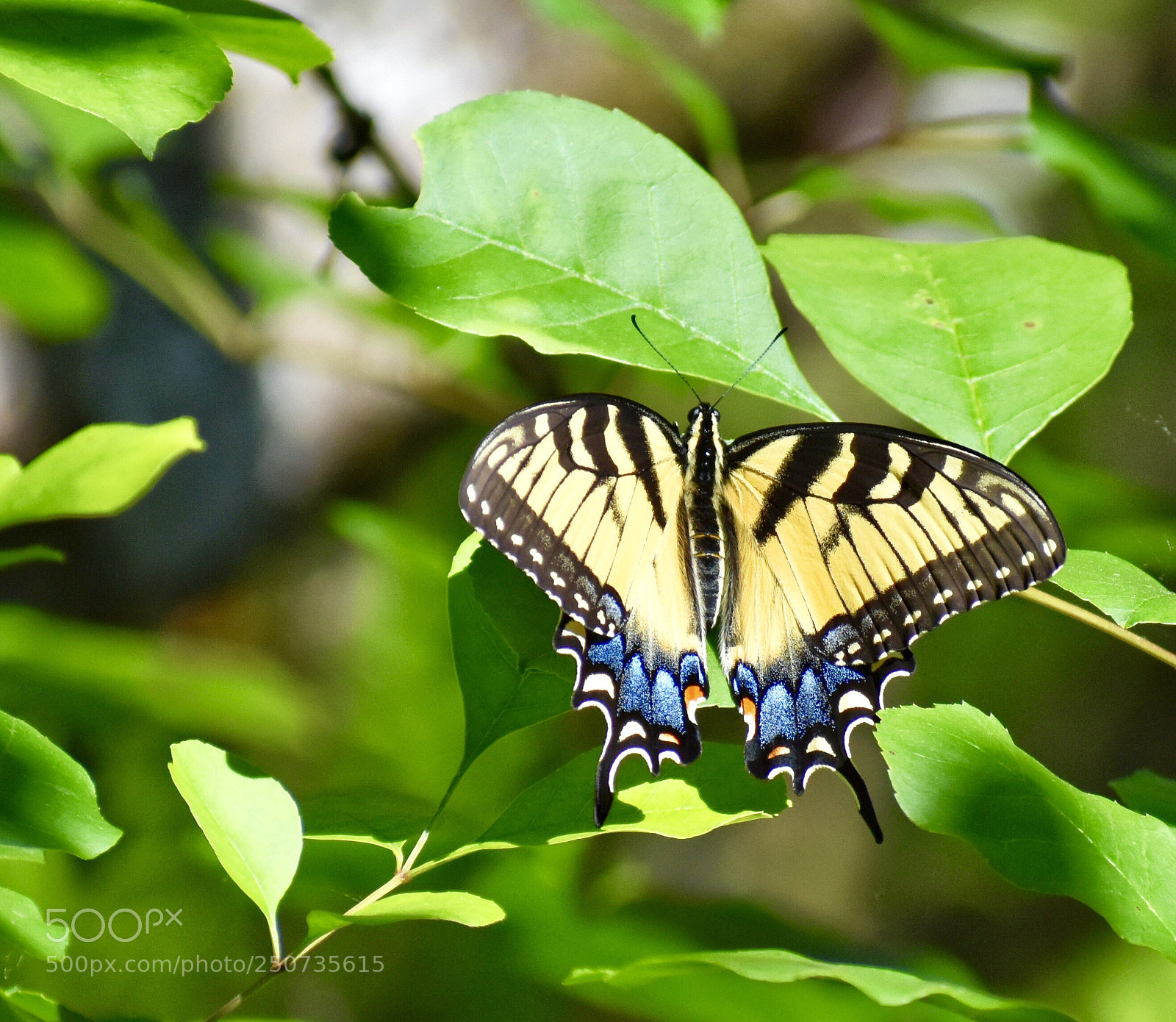 Nikon D7200 sample photo. Yellow swallow tail  photography