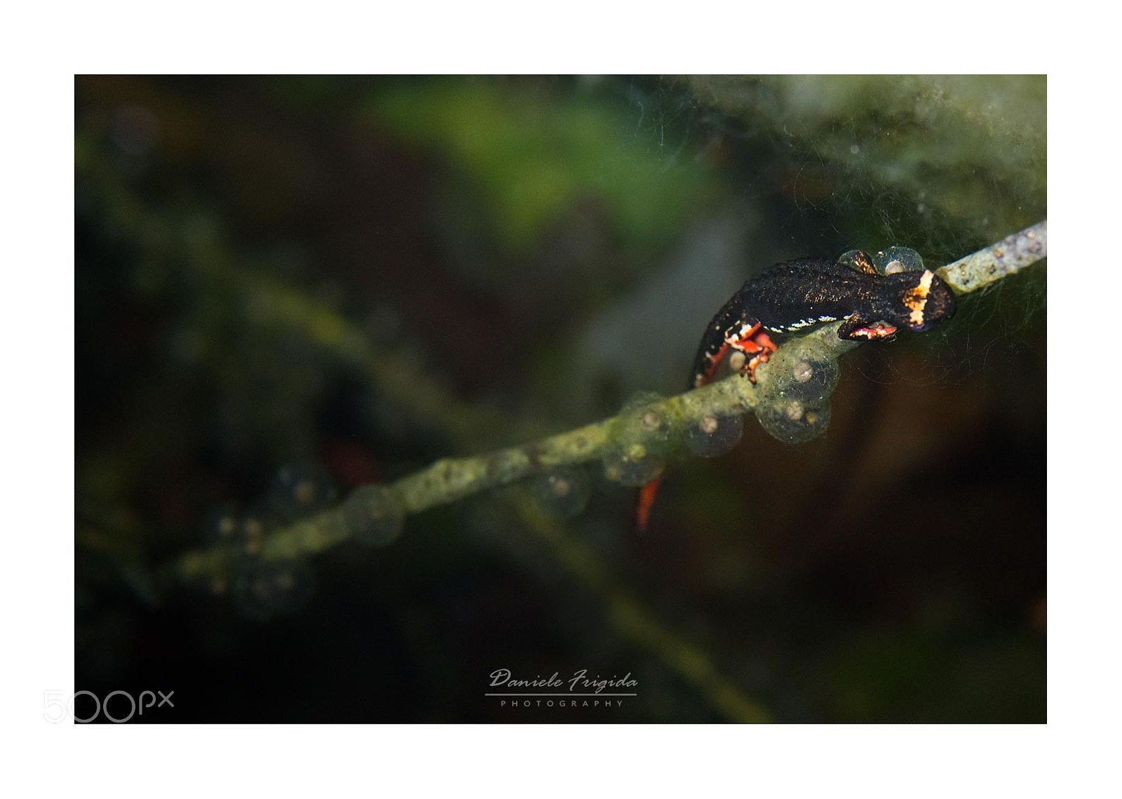 Nikon D610 sample photo. Salamandra perspicillata photography