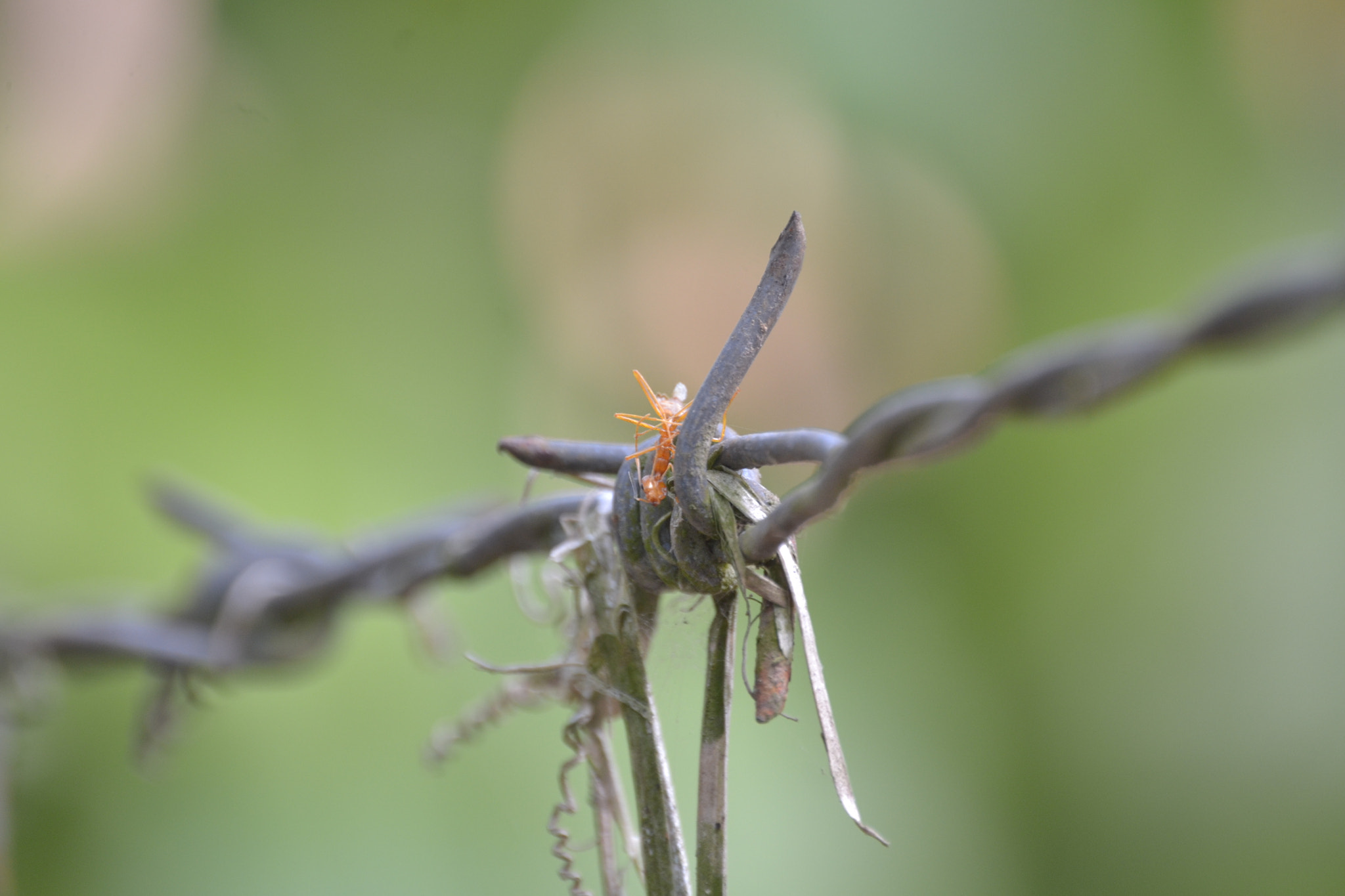 Nikon D3100 sample photo