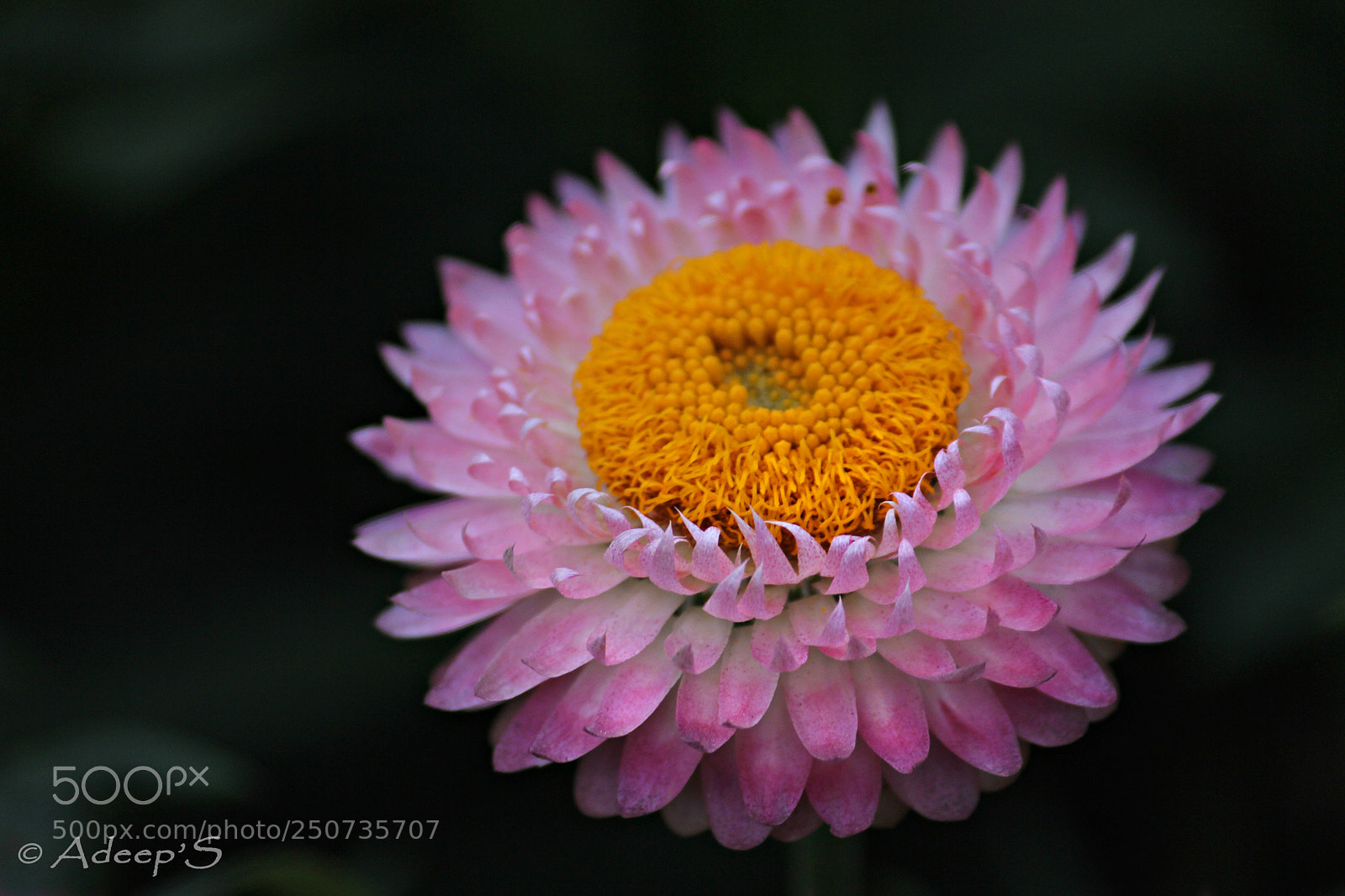Canon EOS 700D (EOS Rebel T5i / EOS Kiss X7i) sample photo. Dahlia.. photography