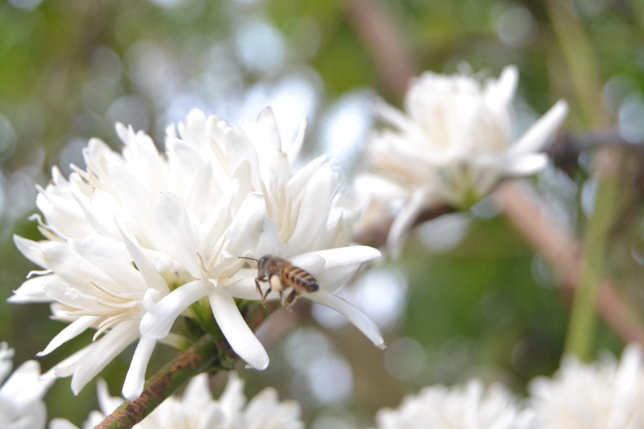 Nikon D3100 sample photo. Honeybee photography