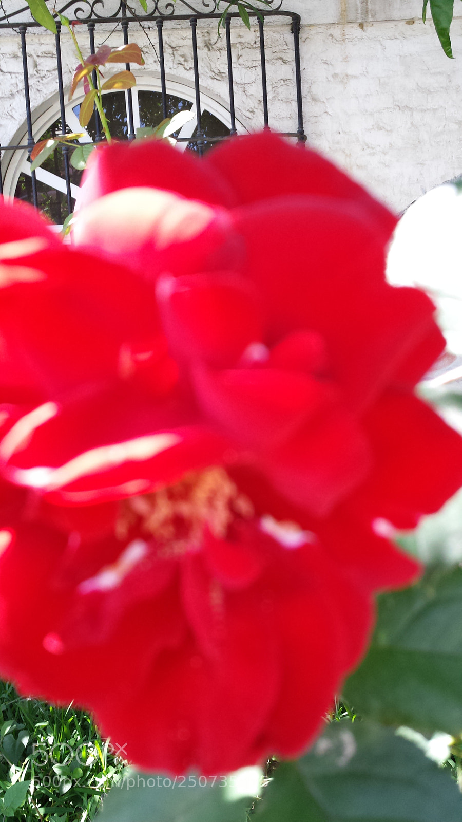Samsung Galaxy S4 sample photo. Untitled photography