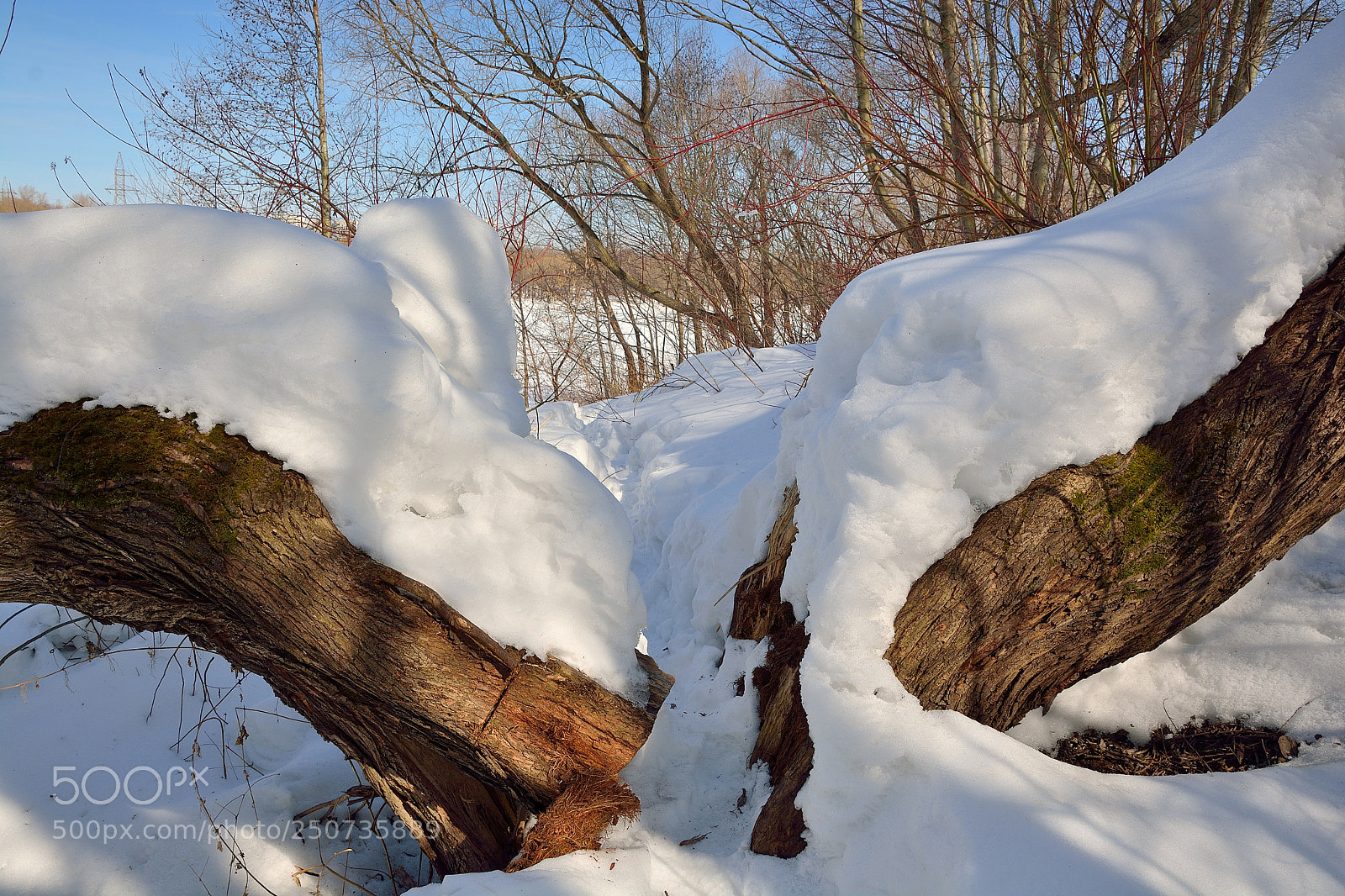 Nikon D7100 sample photo. Собачья тропа photography