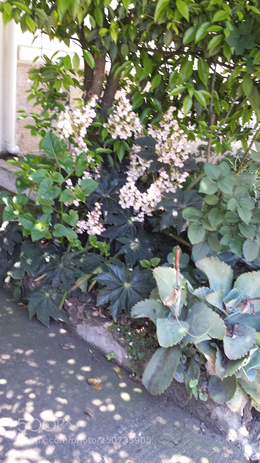 Samsung Galaxy S4 sample photo. Untitled photography