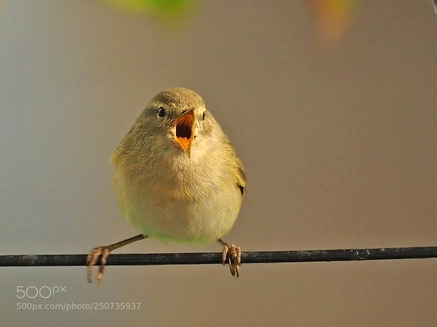 Olympus OM-D E-M5 II sample photo. Willow warbler photography
