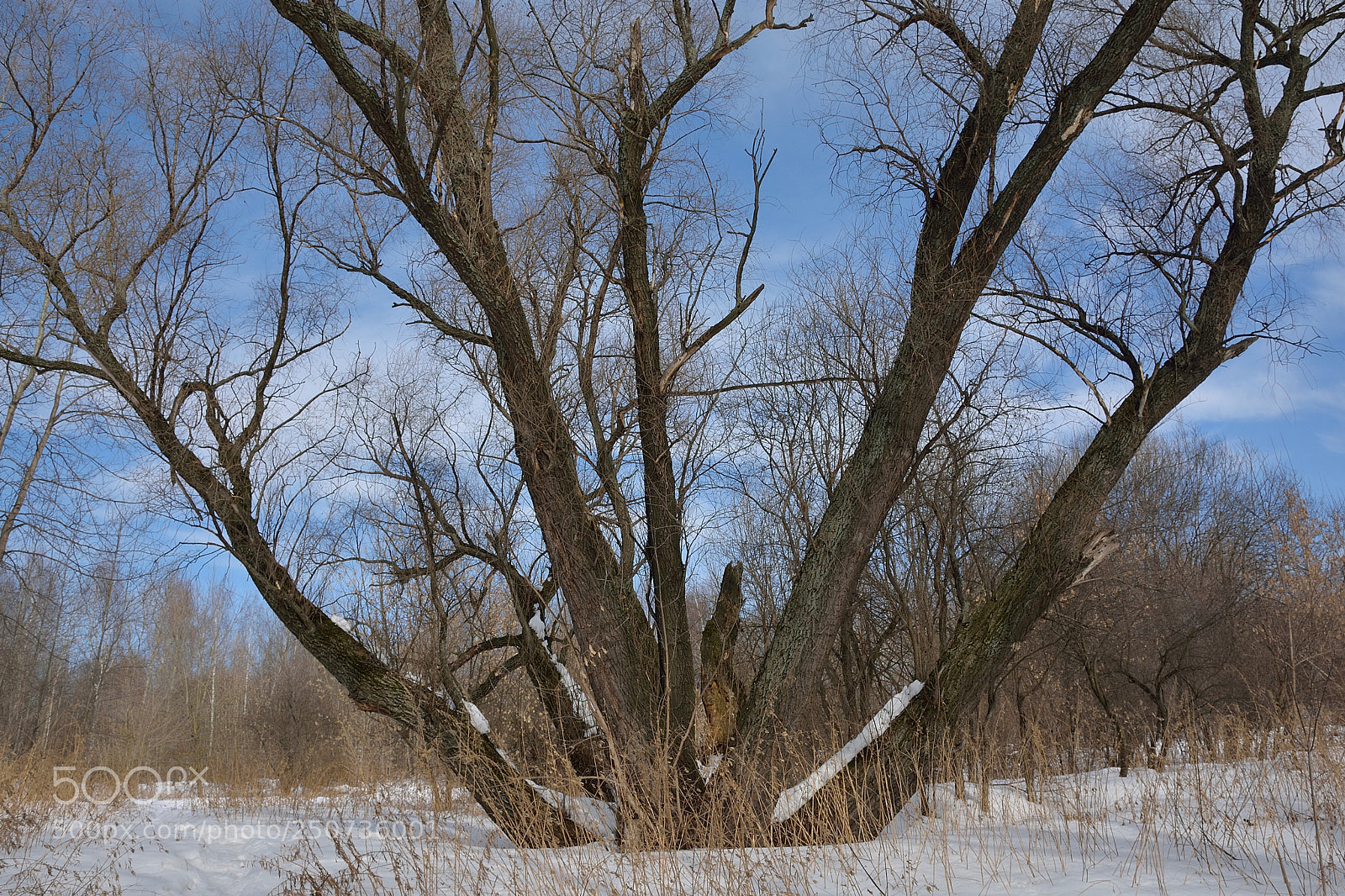 Nikon D7100 sample photo. Старое дерево photography
