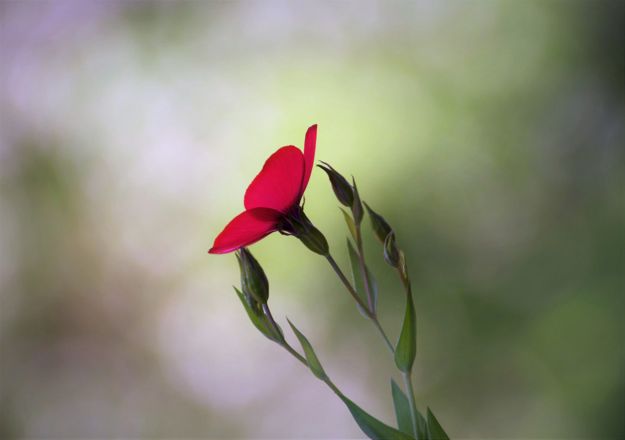 Nikon D500 sample photo. Fragile beauty photography
