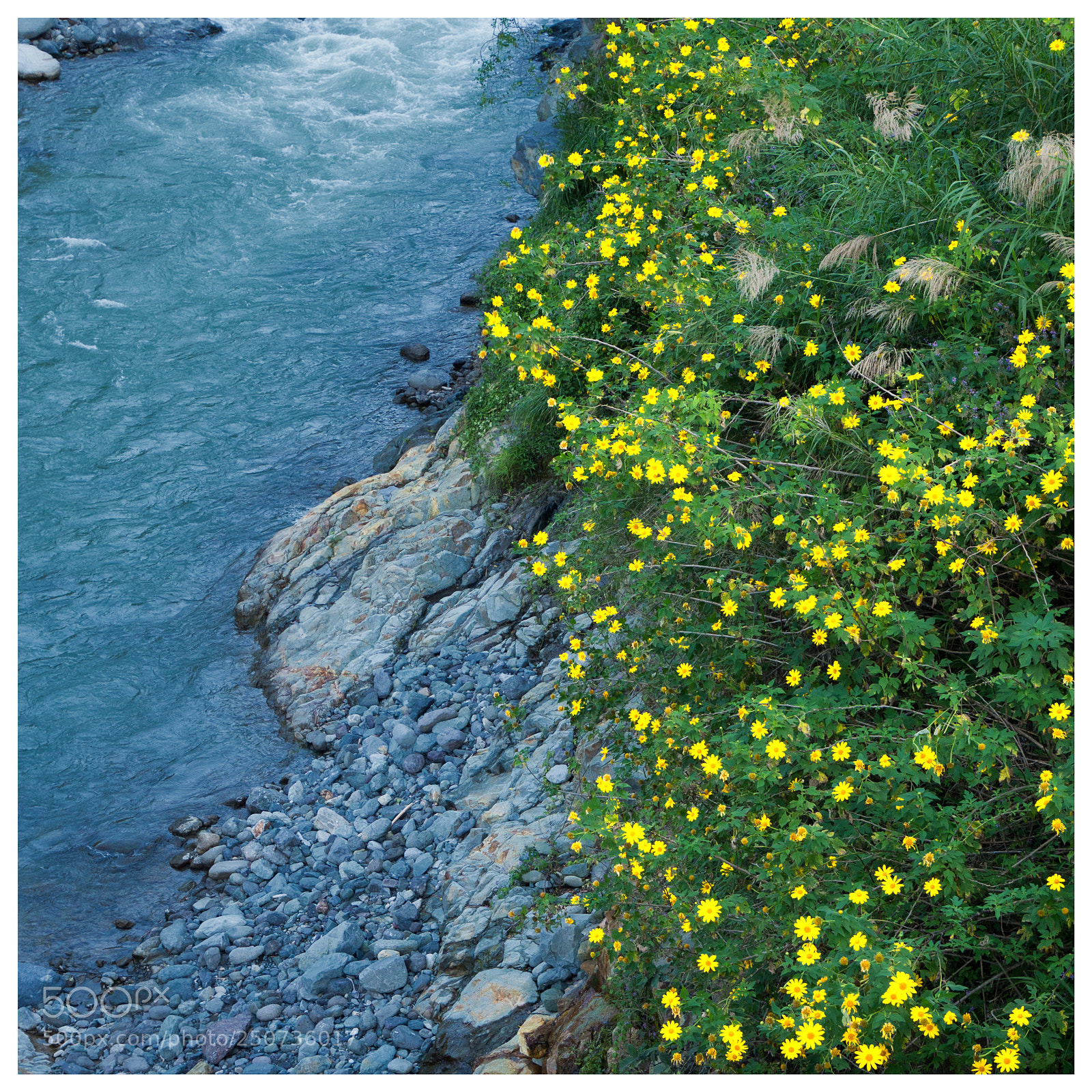 Panasonic Lumix DMC-GH3 sample photo. Sunflowers by the river photography