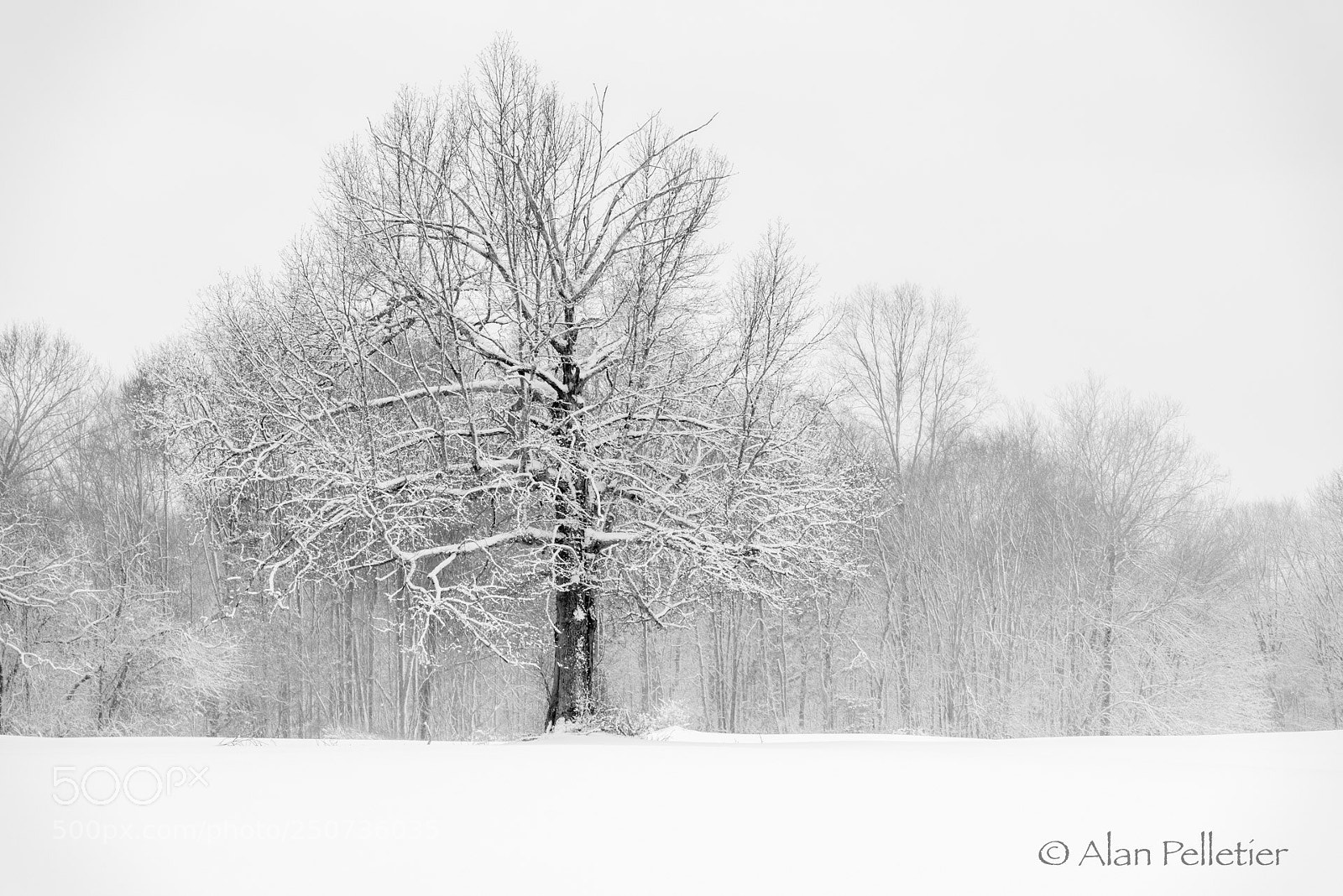 Nikon D750 sample photo. Snow covered tree photography
