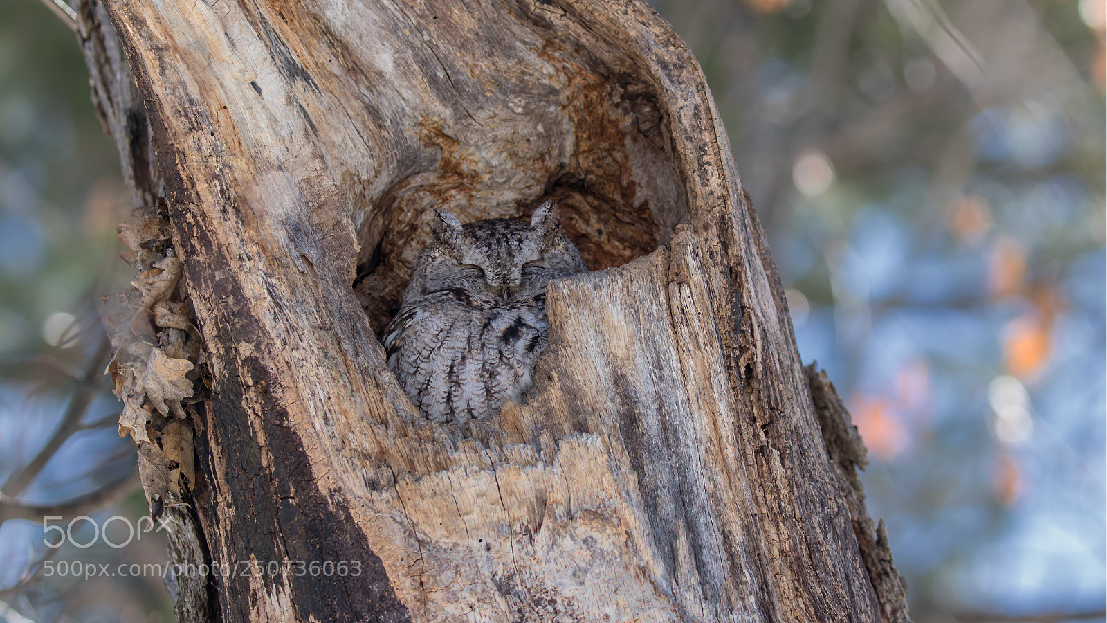 Canon EOS 7D Mark II sample photo. Eastern screech owl photography