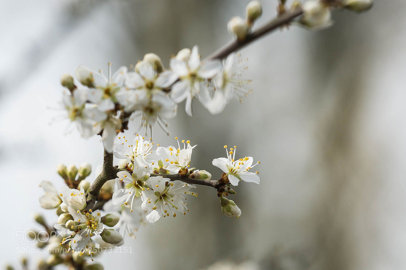 Nikon D3200 sample photo. Haiku #1 photography