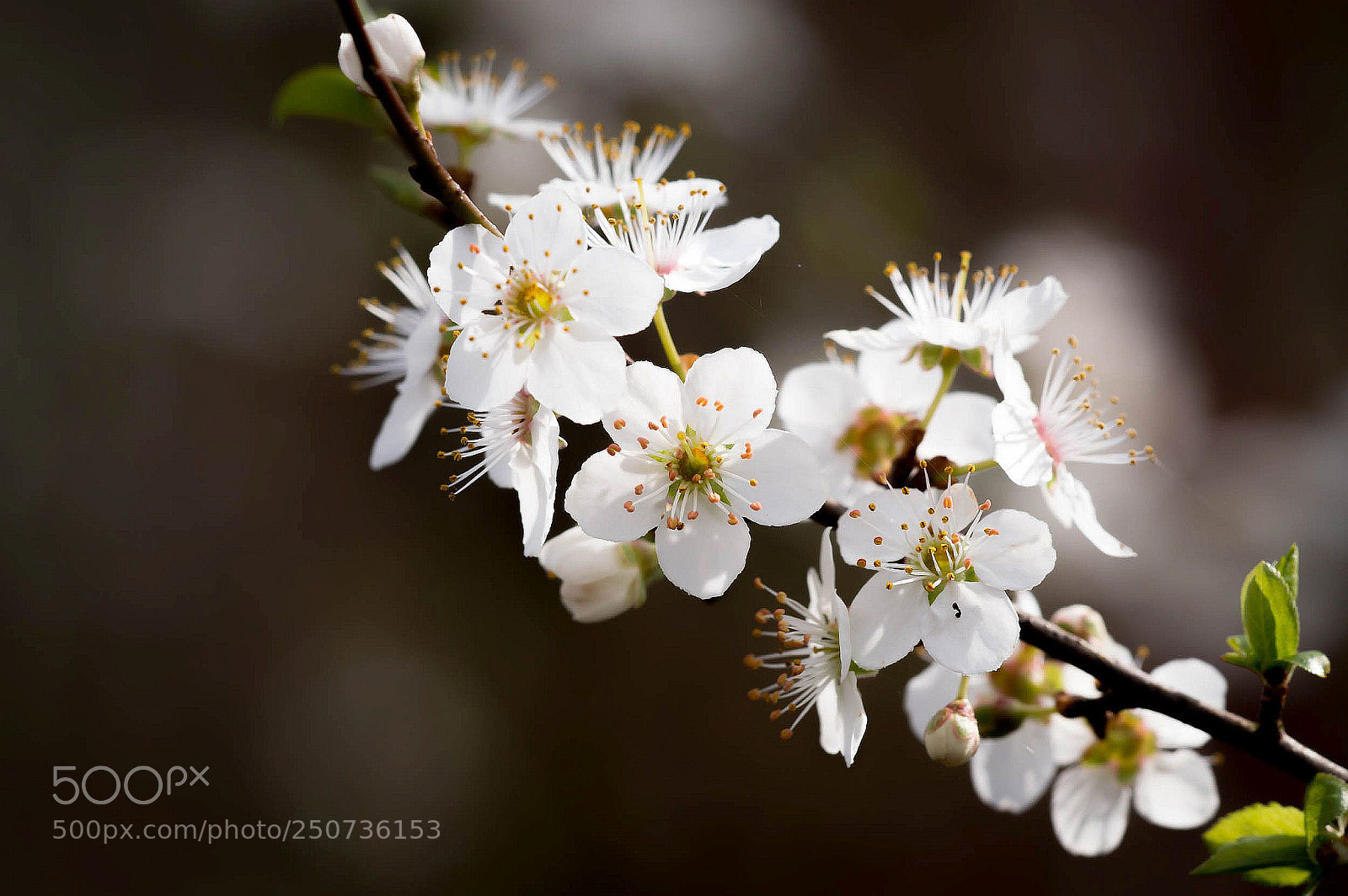 Nikon D3200 sample photo. Haiku #2 photography