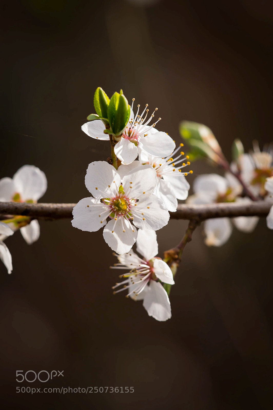 Nikon D3200 sample photo. Haiku #3 photography