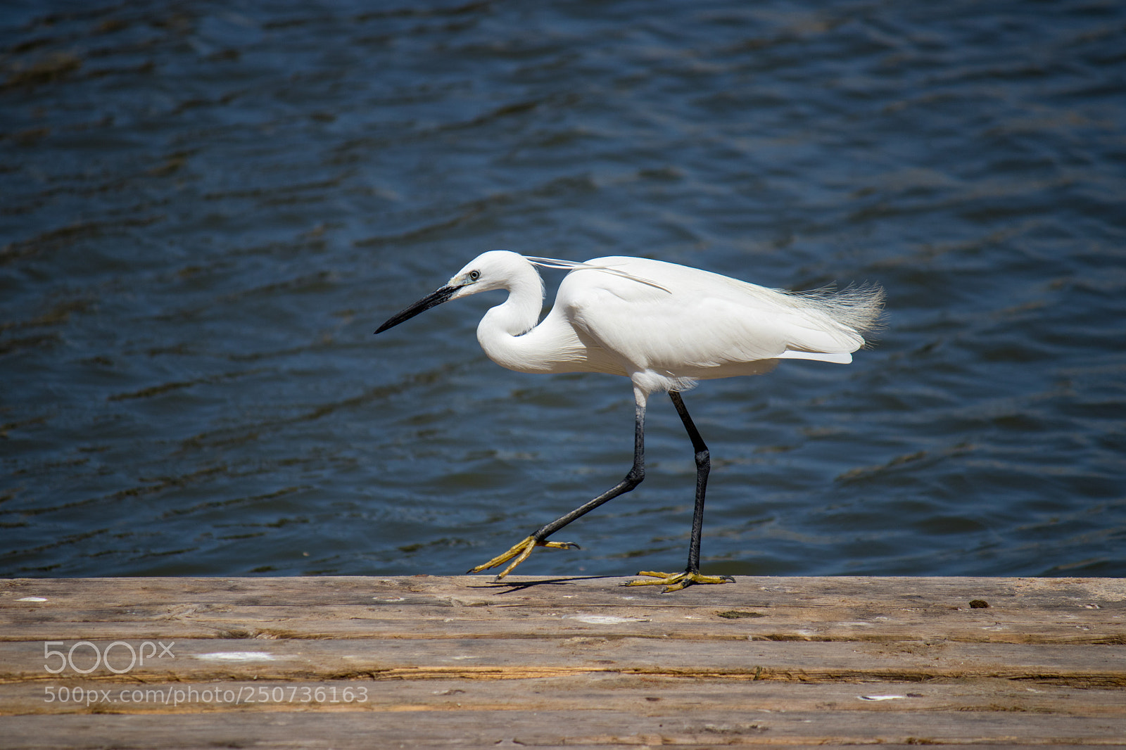 Canon EOS 80D sample photo. Cattle egret photography