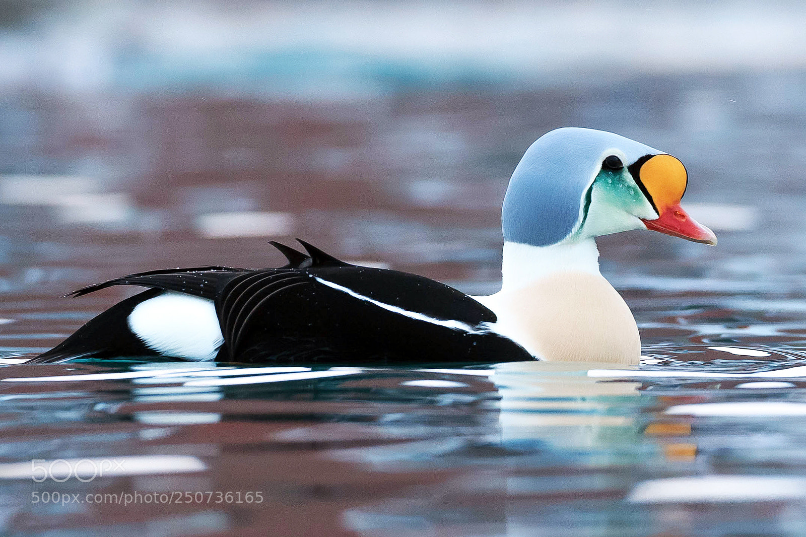 Canon EOS-1D X sample photo. King eider in b photography
