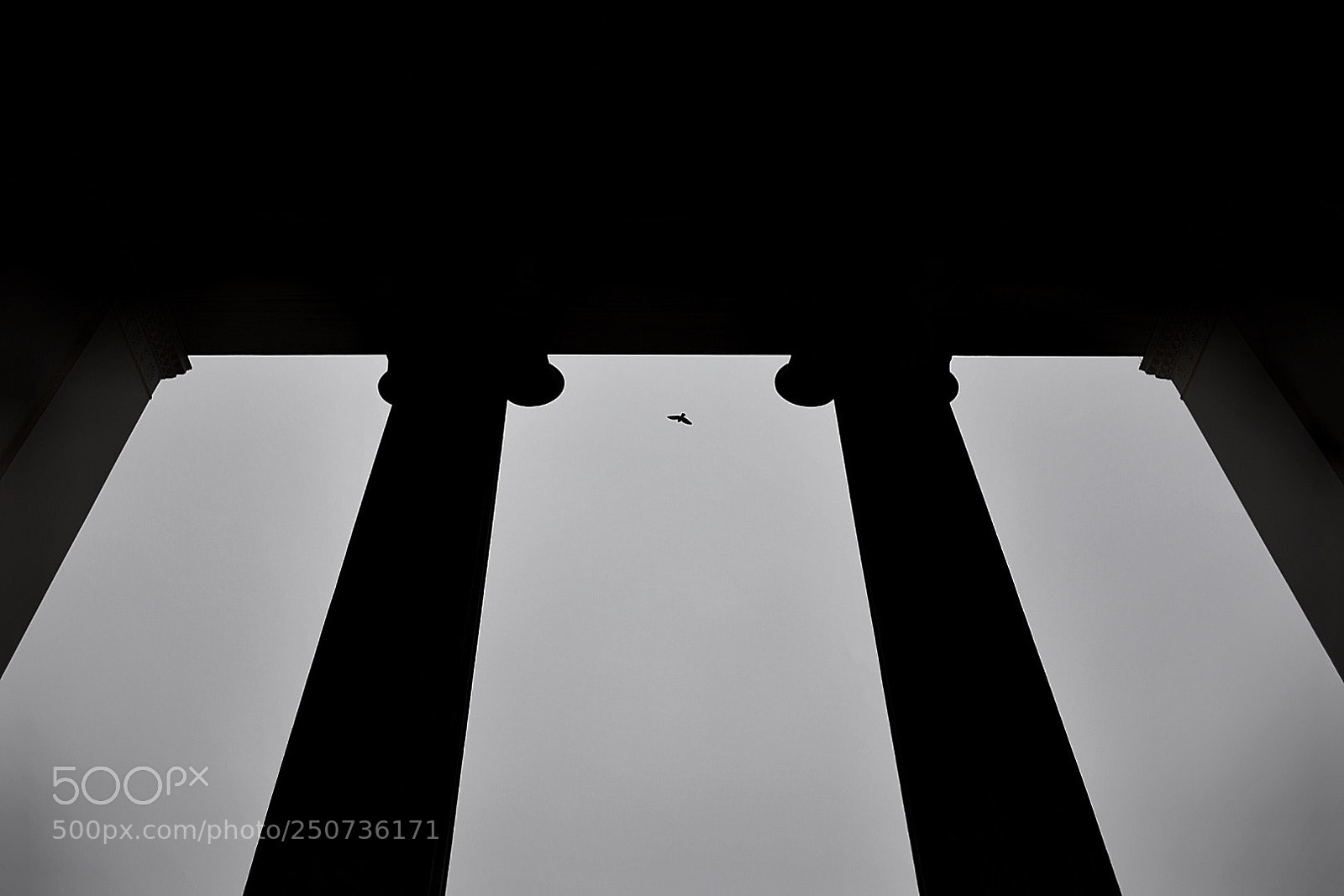 Nikon D5300 sample photo. The bird photography