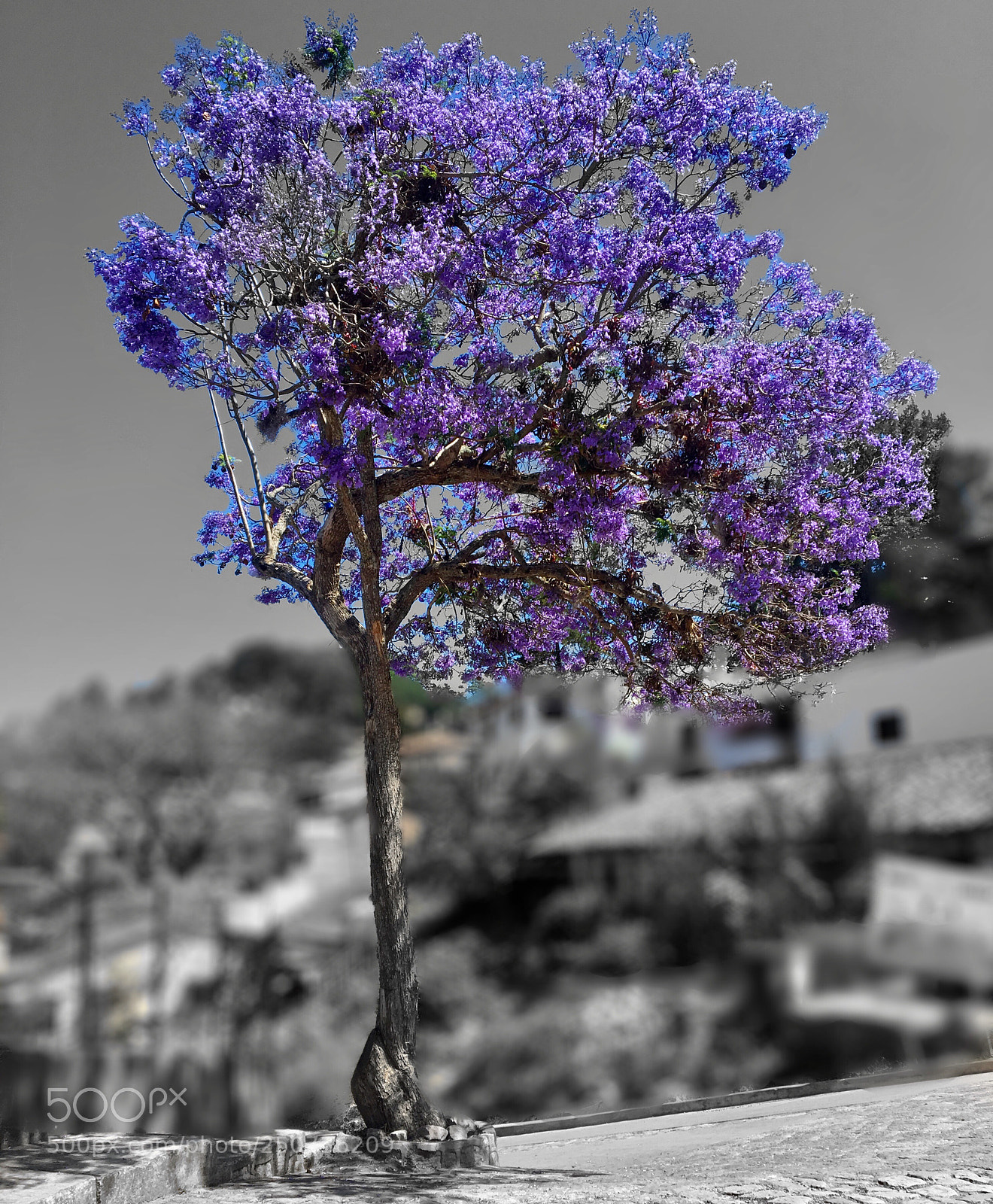 Apple iPhone 6s sample photo. And the blossom was photography