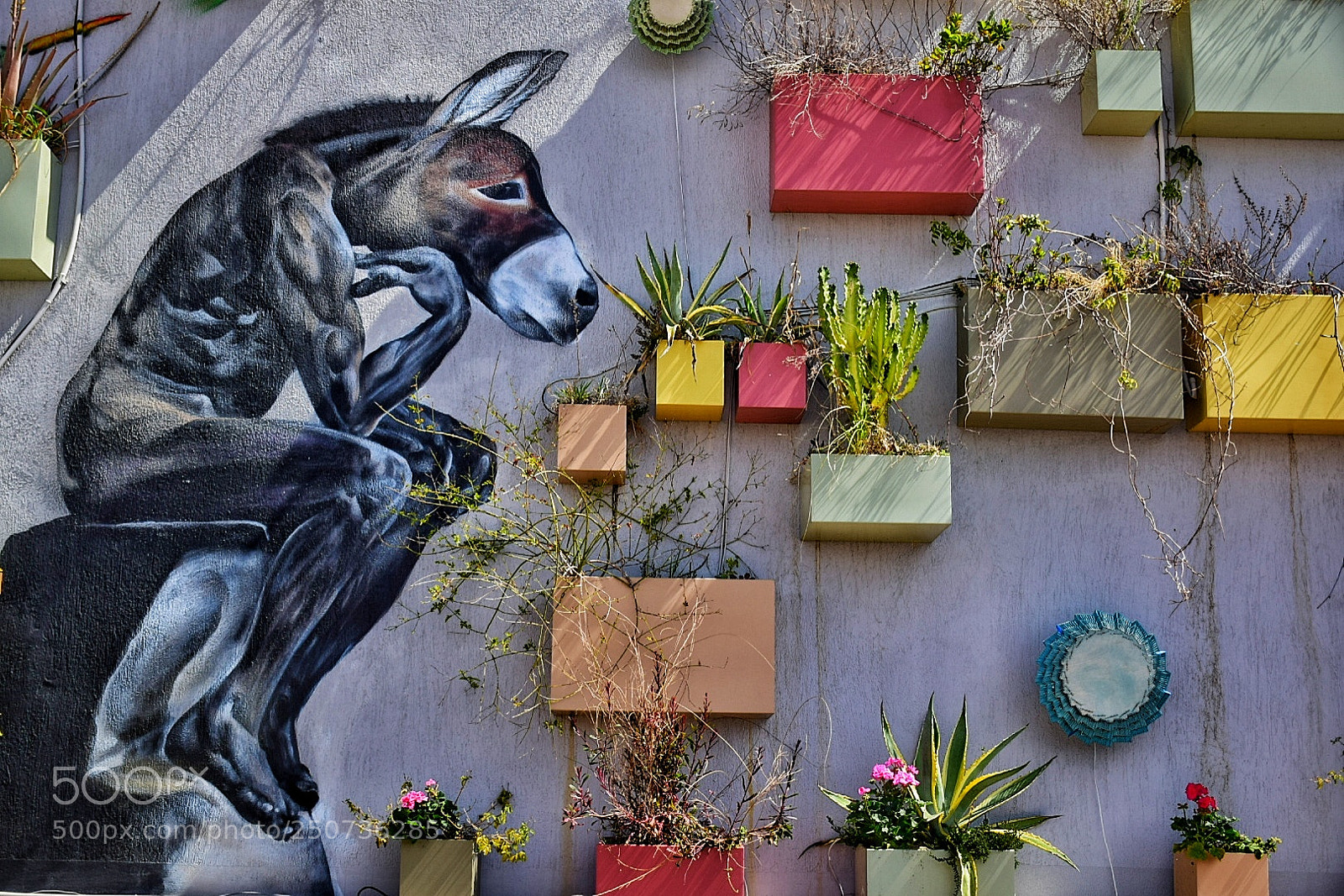 Nikon D5300 sample photo. Donkey photography