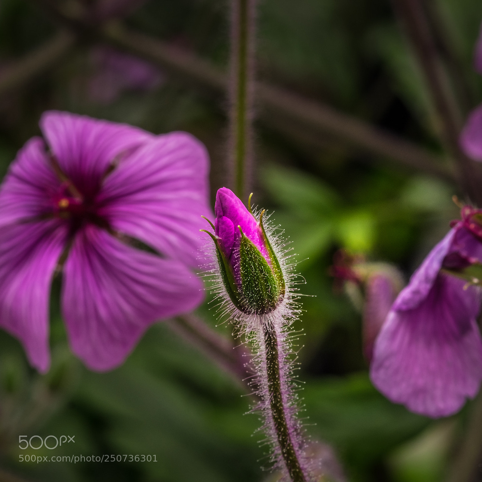Fujifilm X-T1 sample photo. Geranium maderense (madeira storchenschnabel) photography