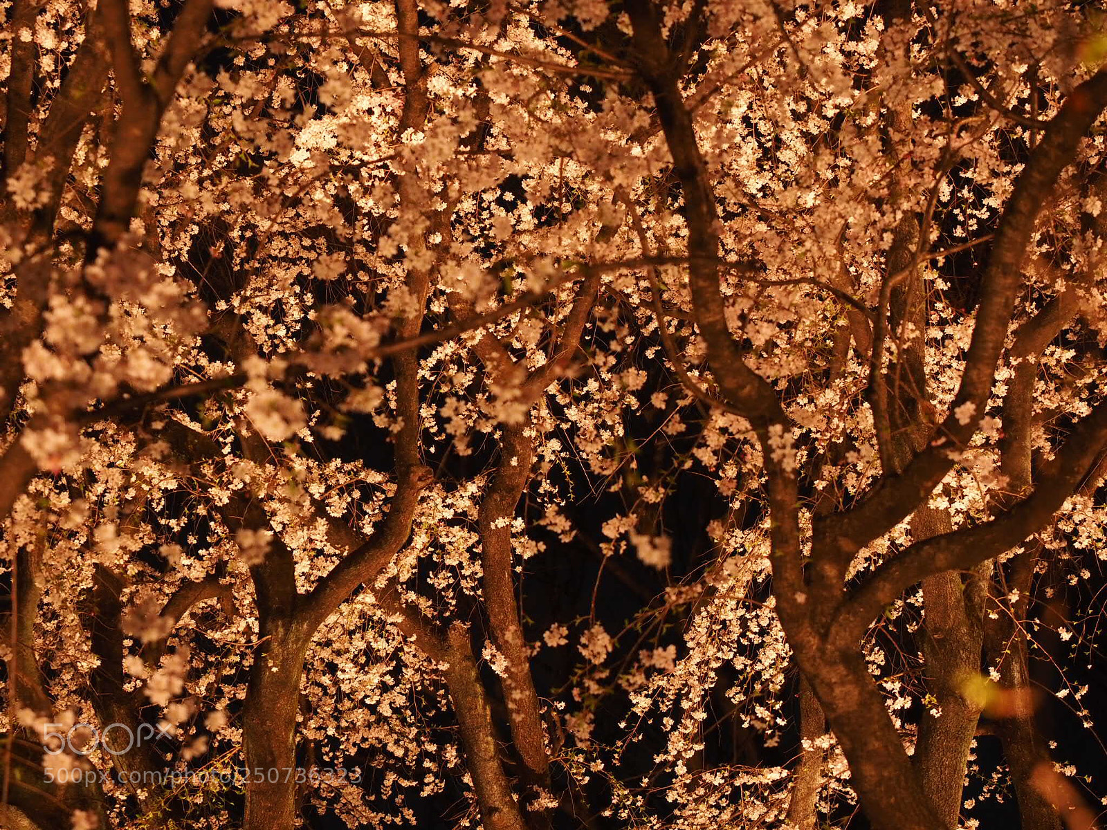 Olympus OM-D E-M1 sample photo. Cherry blossom photography