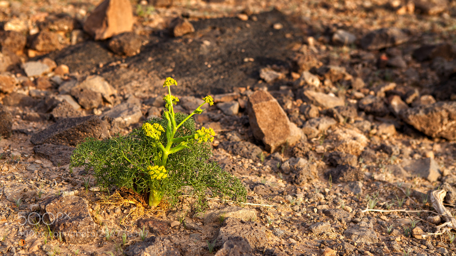 Canon EOS 5D Mark II sample photo. Life blossoms in the photography