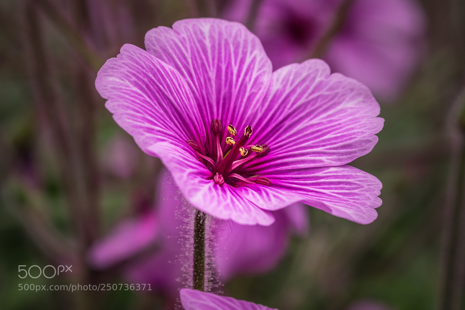 Fujifilm X-T1 sample photo. Geranium maderense (madeira storchenschnabel) photography