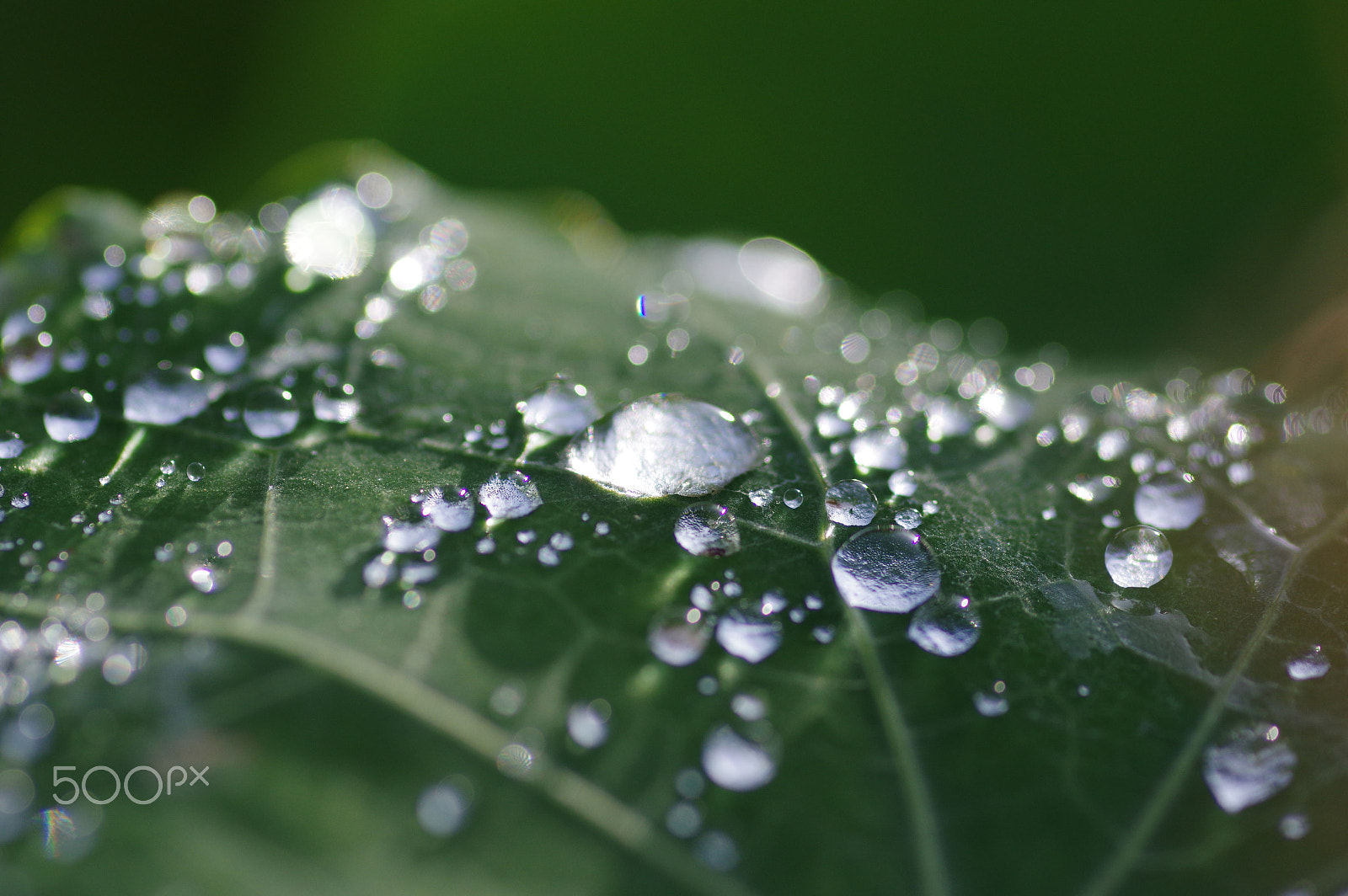 Pentax smc D-FA 100mm F2.8 Macro WR sample photo. Drops photography