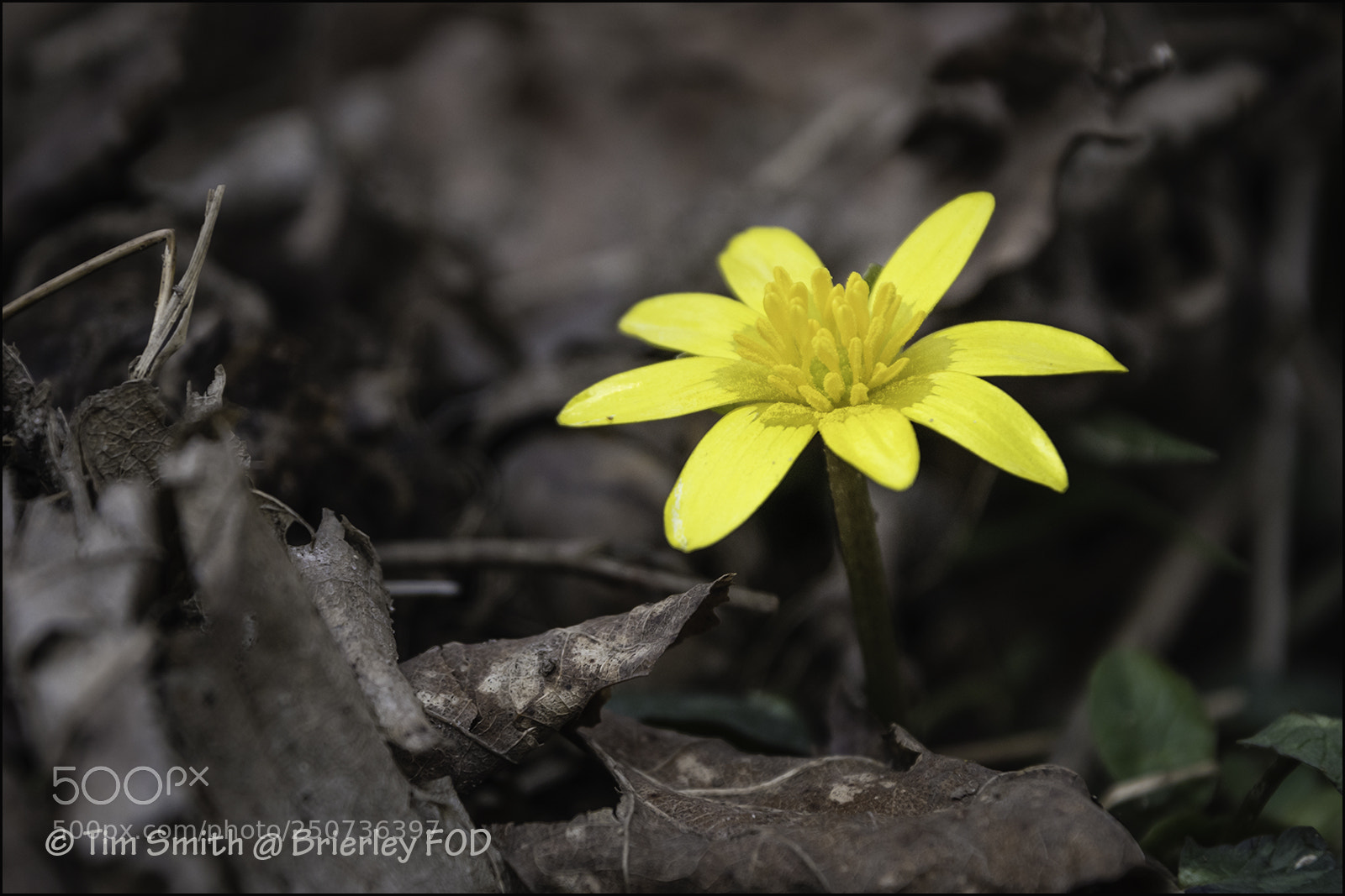 Nikon D500 sample photo. Positive signs of spring photography