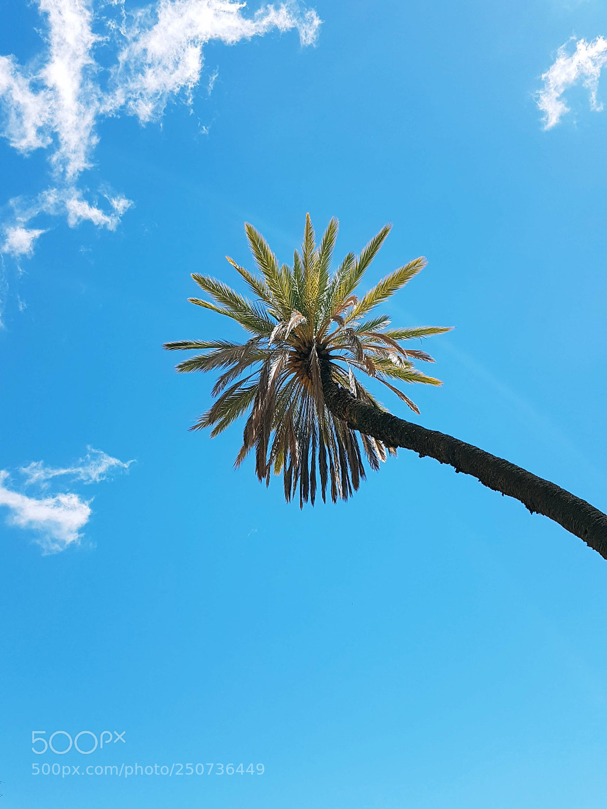 Samsung Galaxy S7 Edge sample photo. Palm tree photography